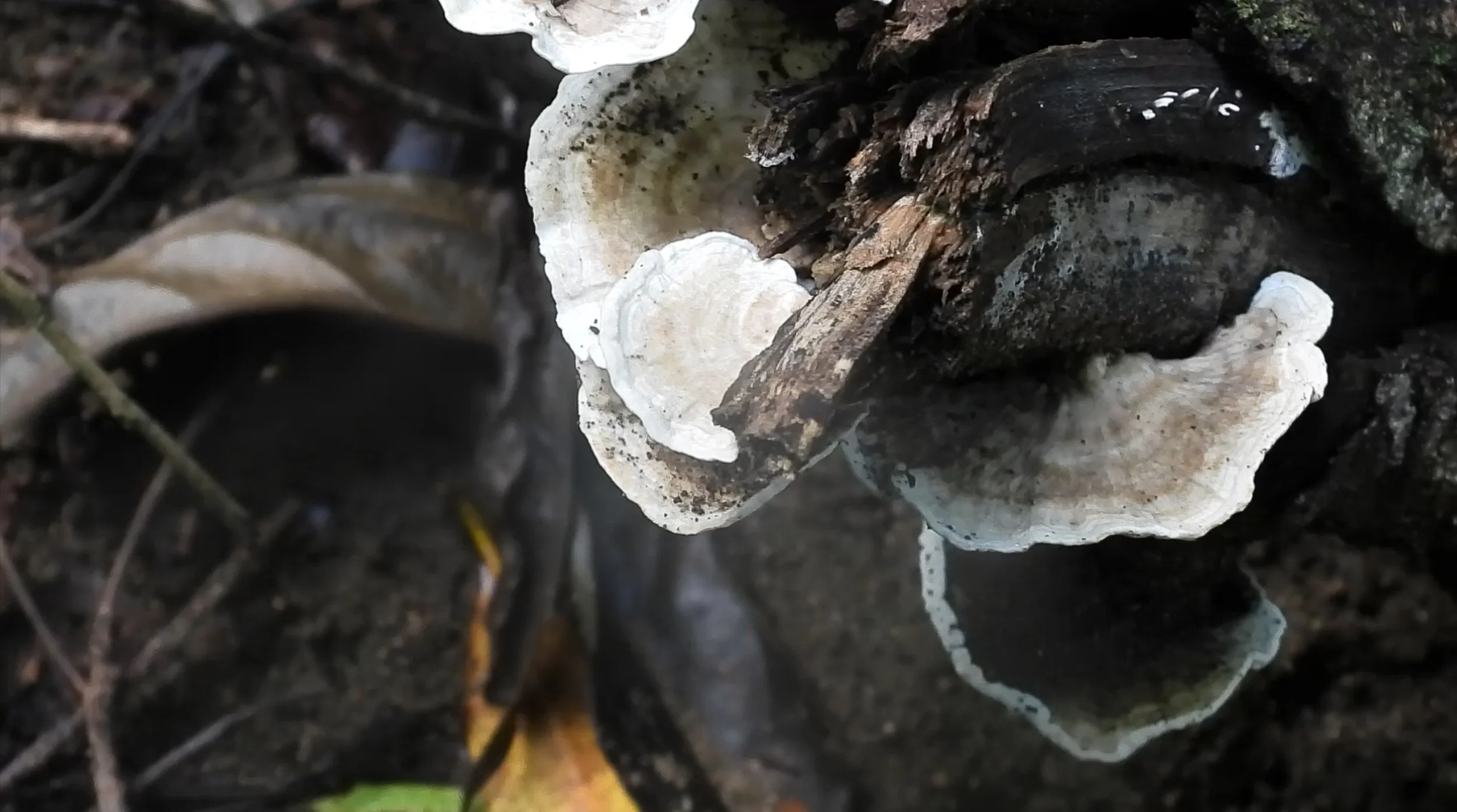 Mushroom10.jpg