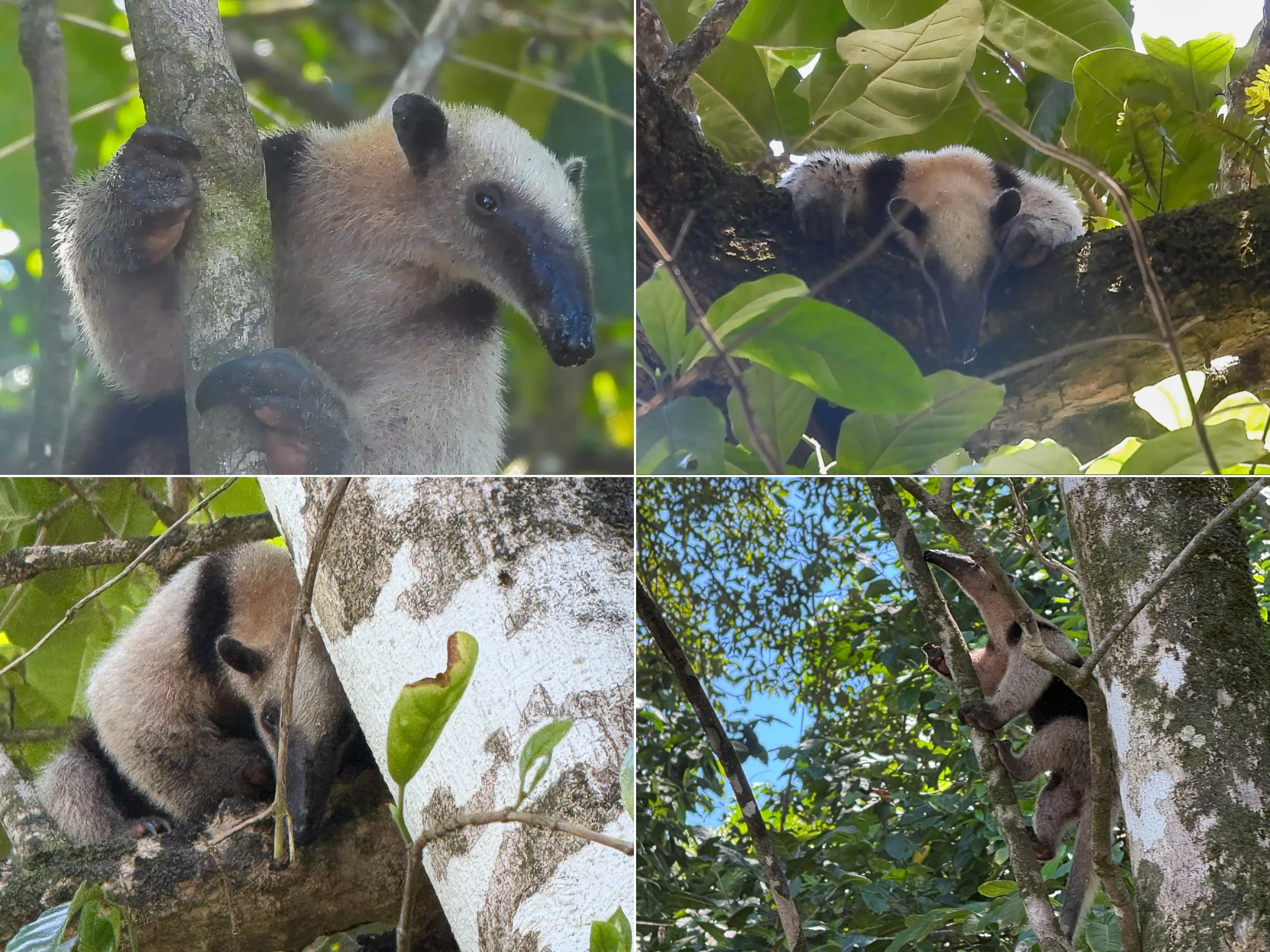 Northern tamandua1.jpg
