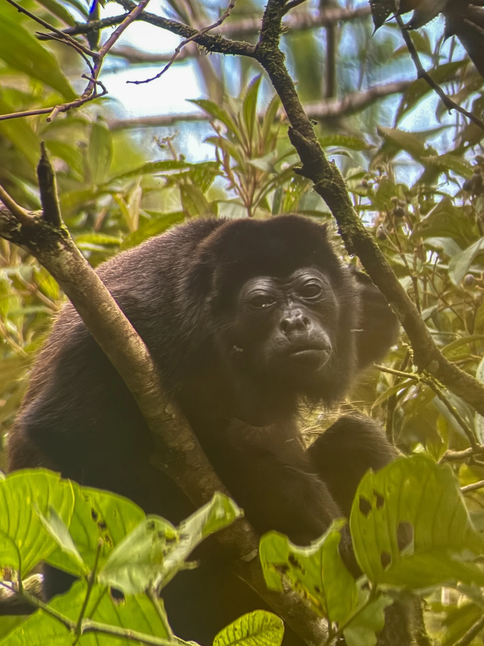 Monkey1.jpg