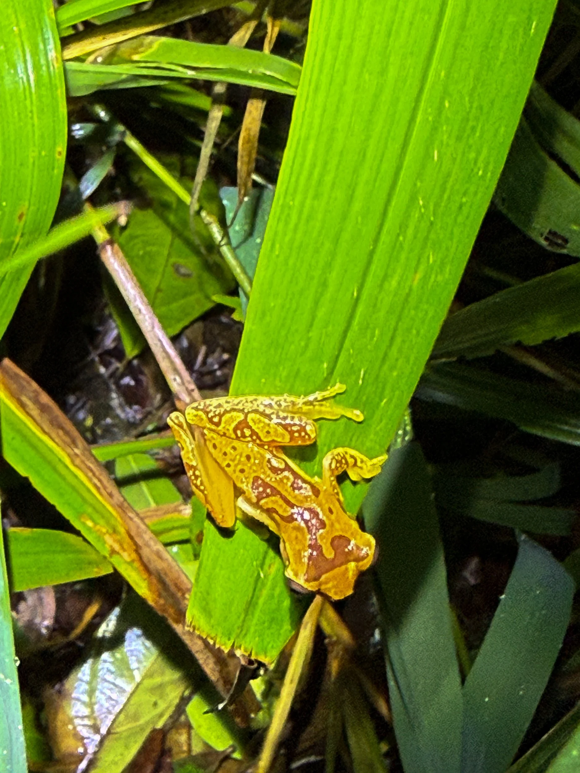 Frog11.jpg