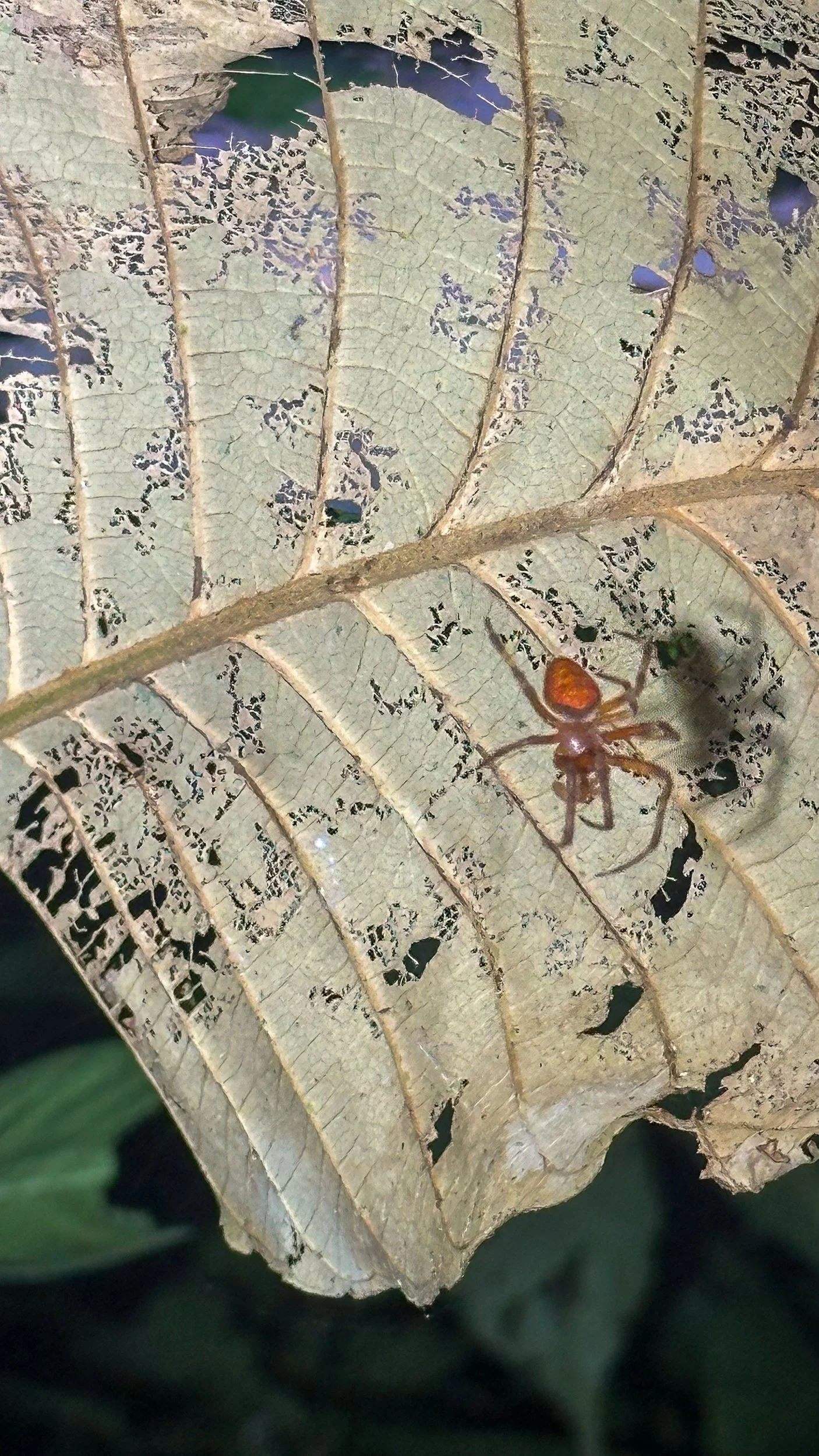 Spider3.jpg