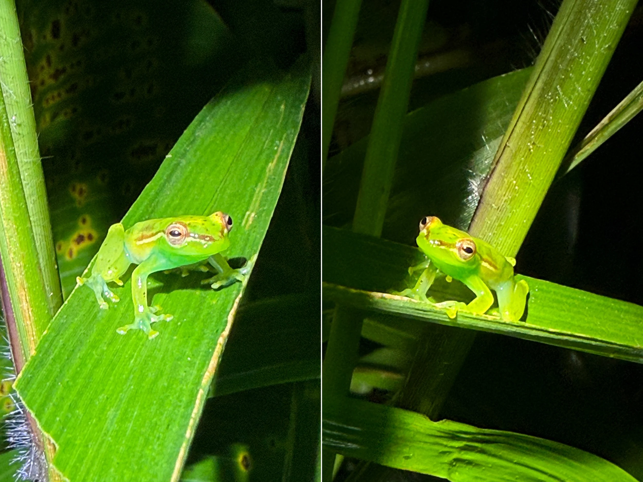 Frog1.jpg