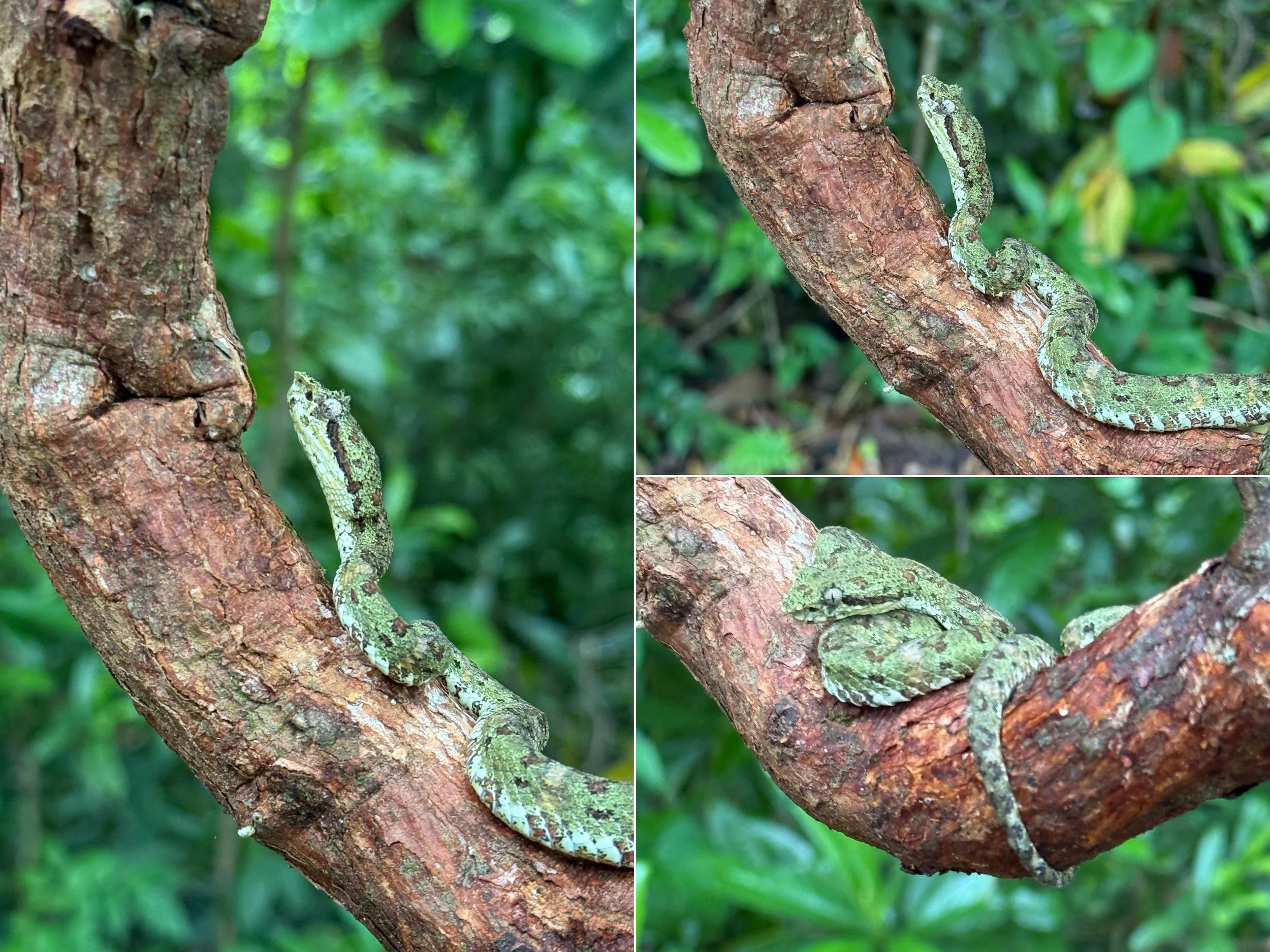 Snake6.jpg