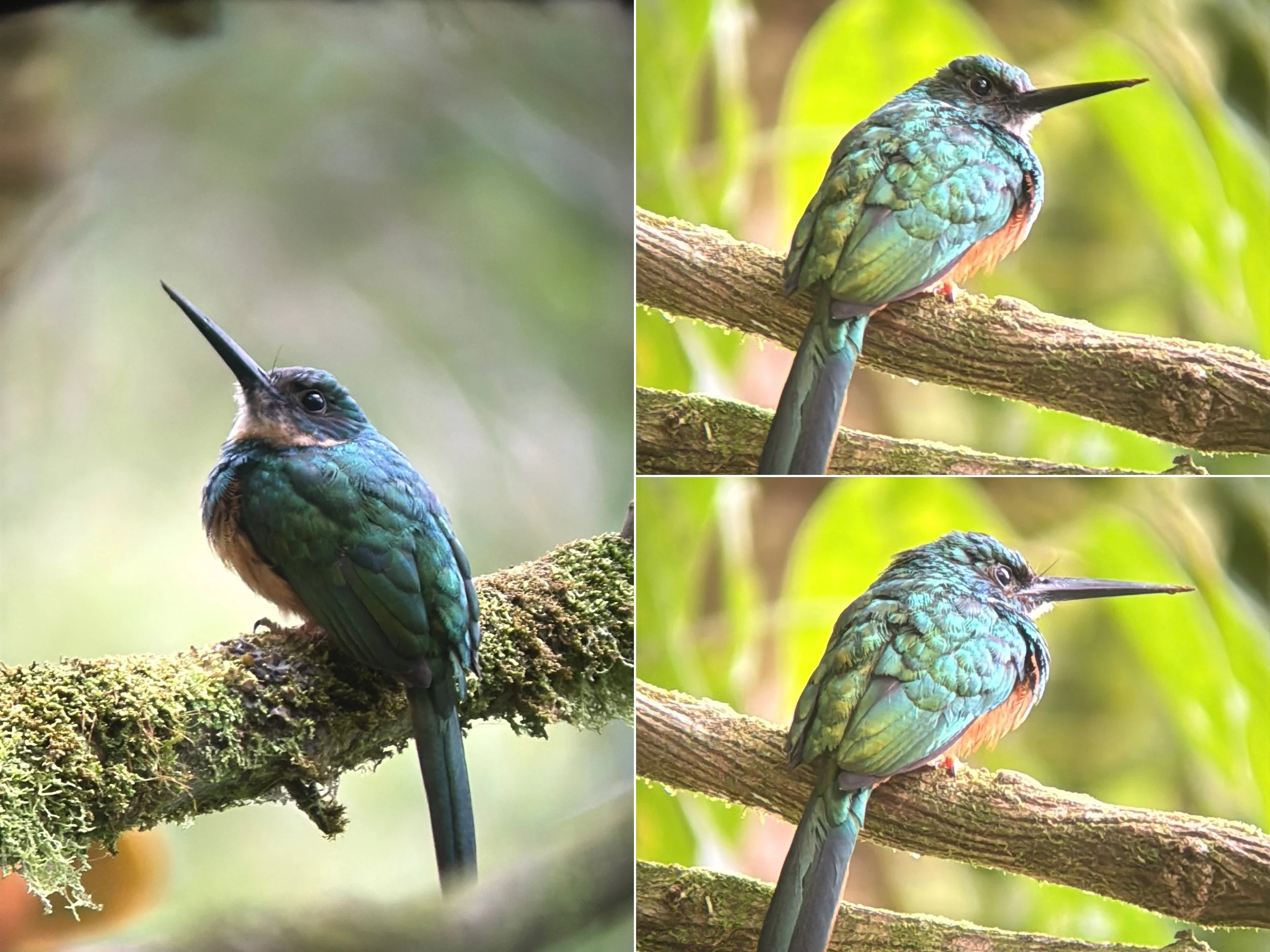 Hummingbird.jpg