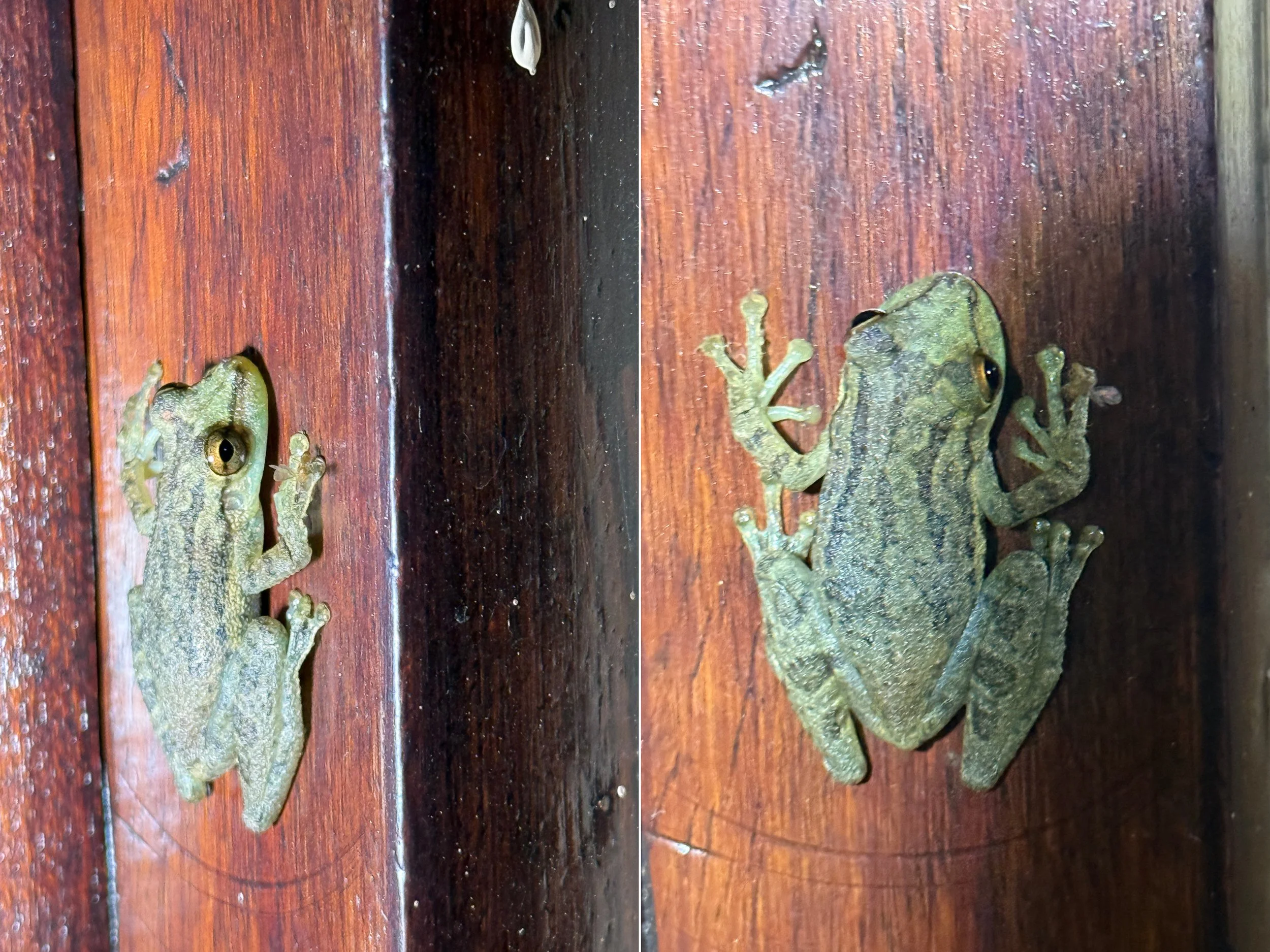 Frog3.jpg