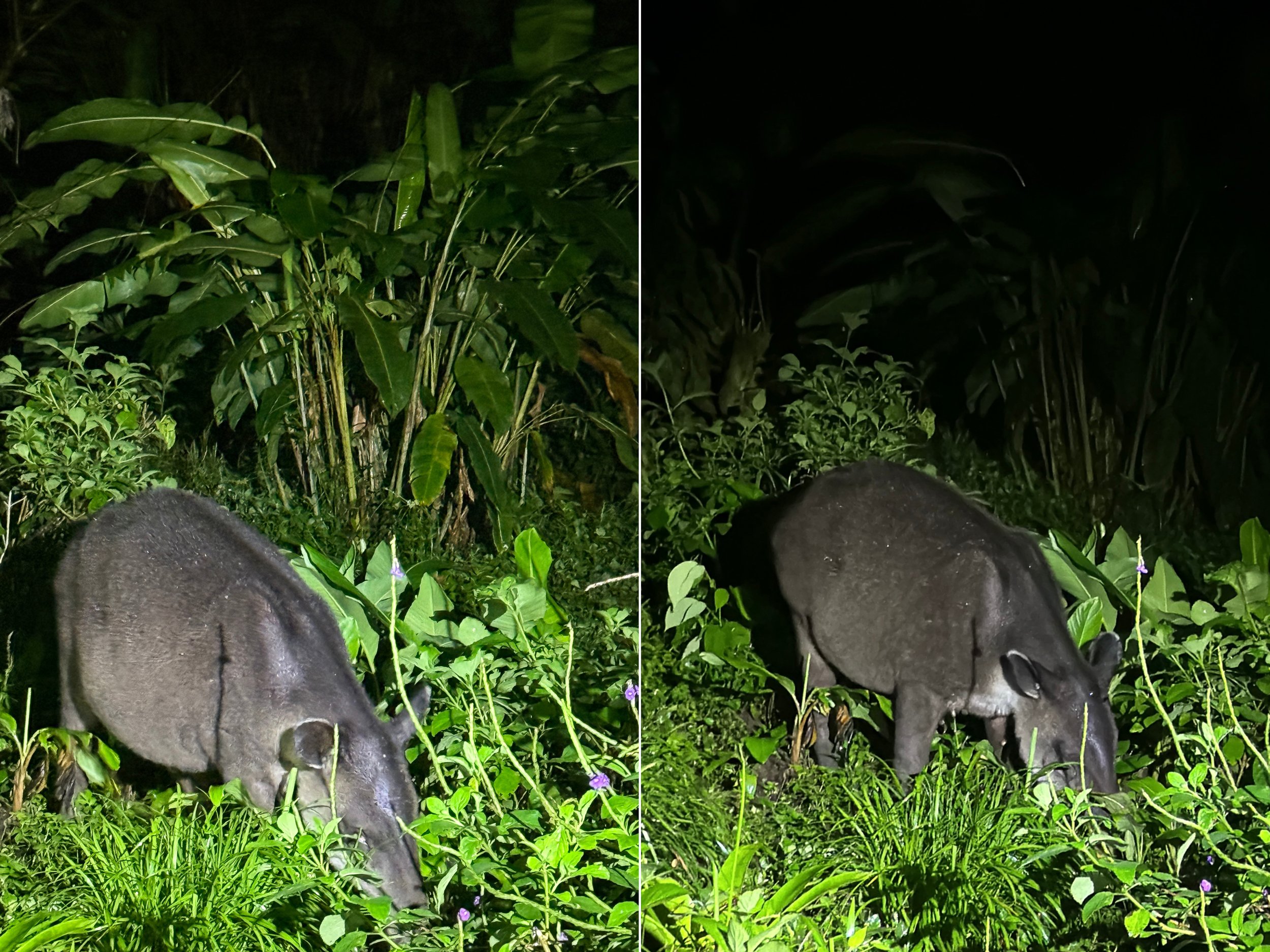 Baird’s tapir2.jpg