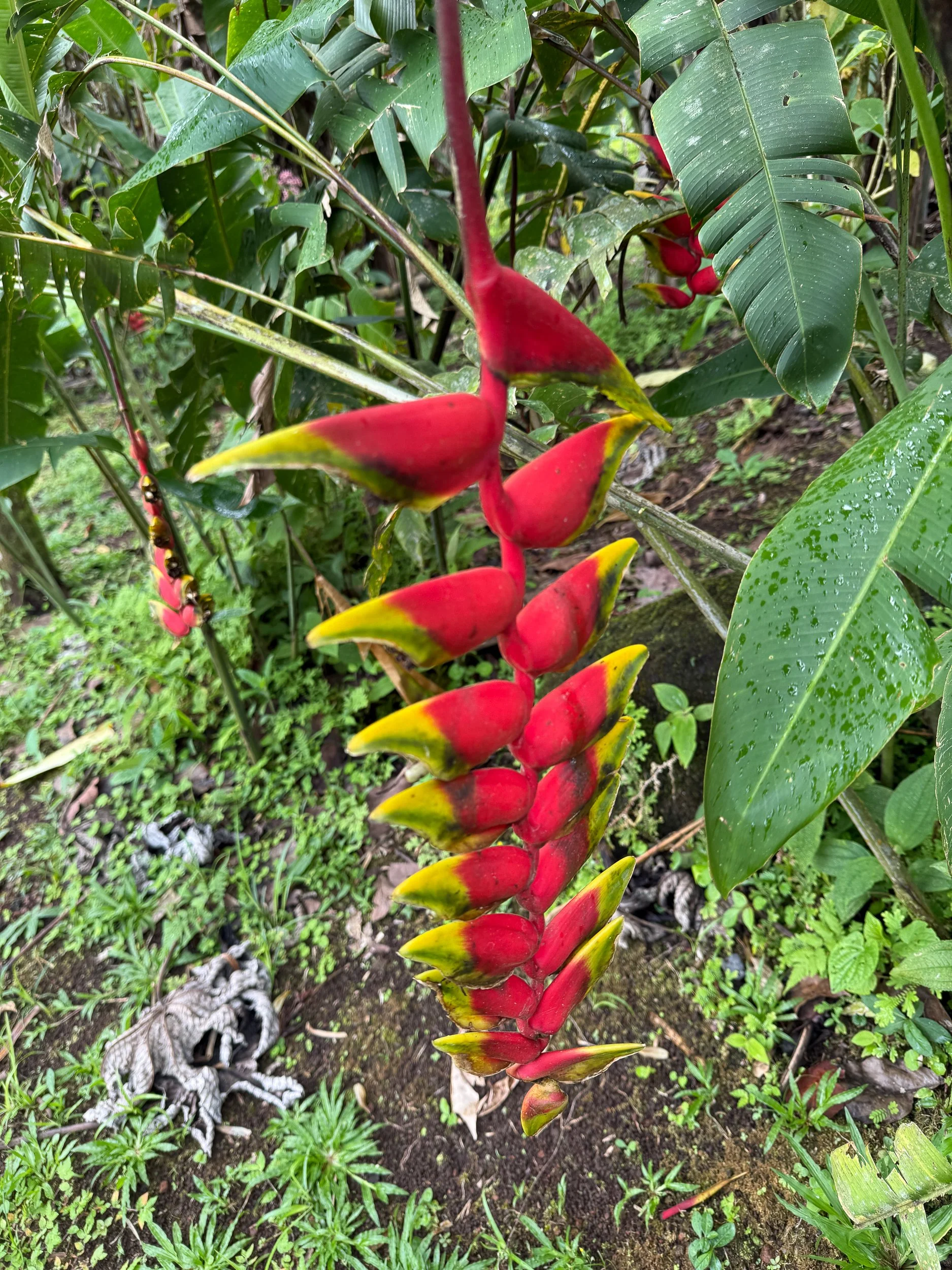 Plant5.jpg