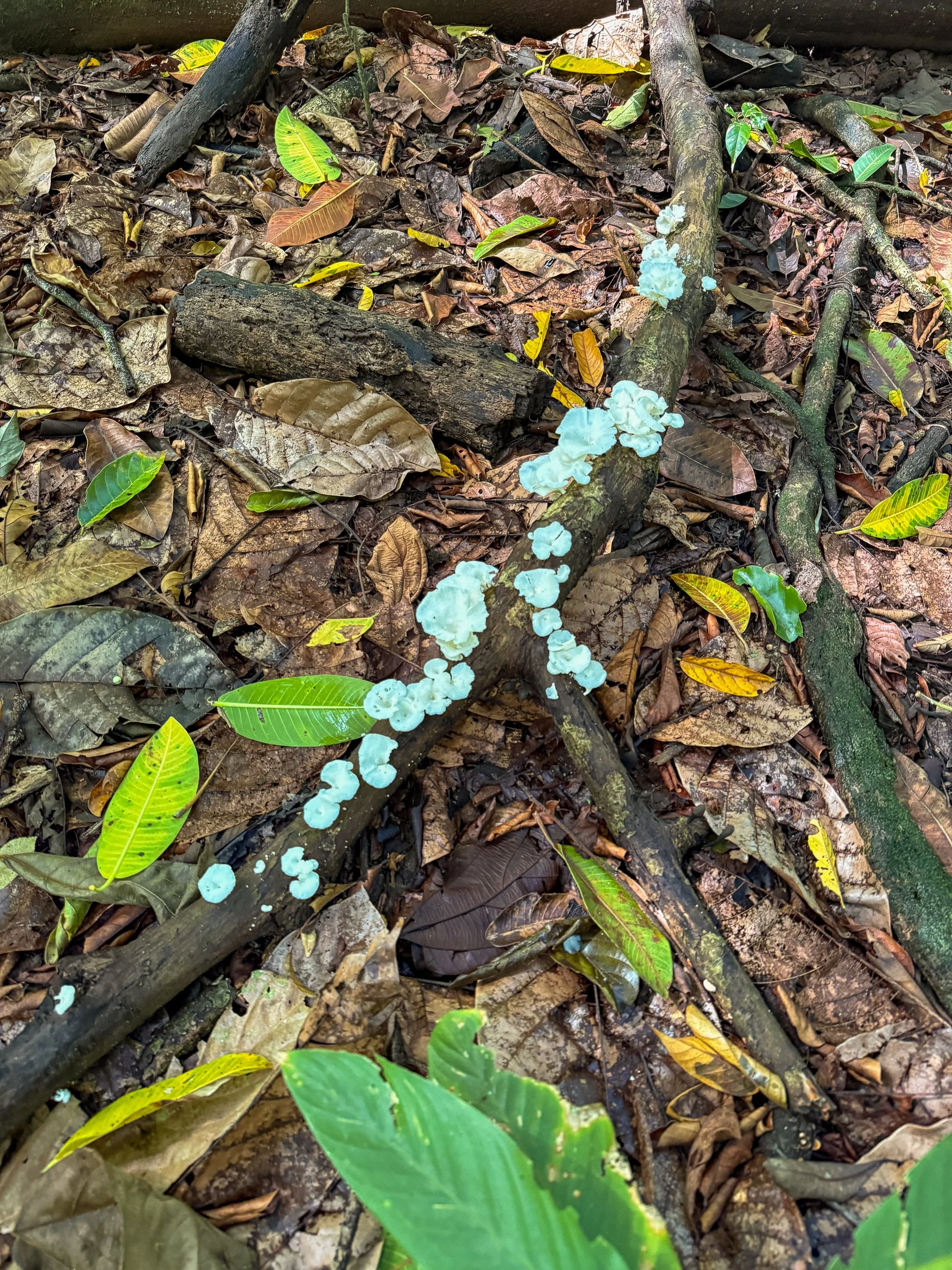 Mushroom4.jpg