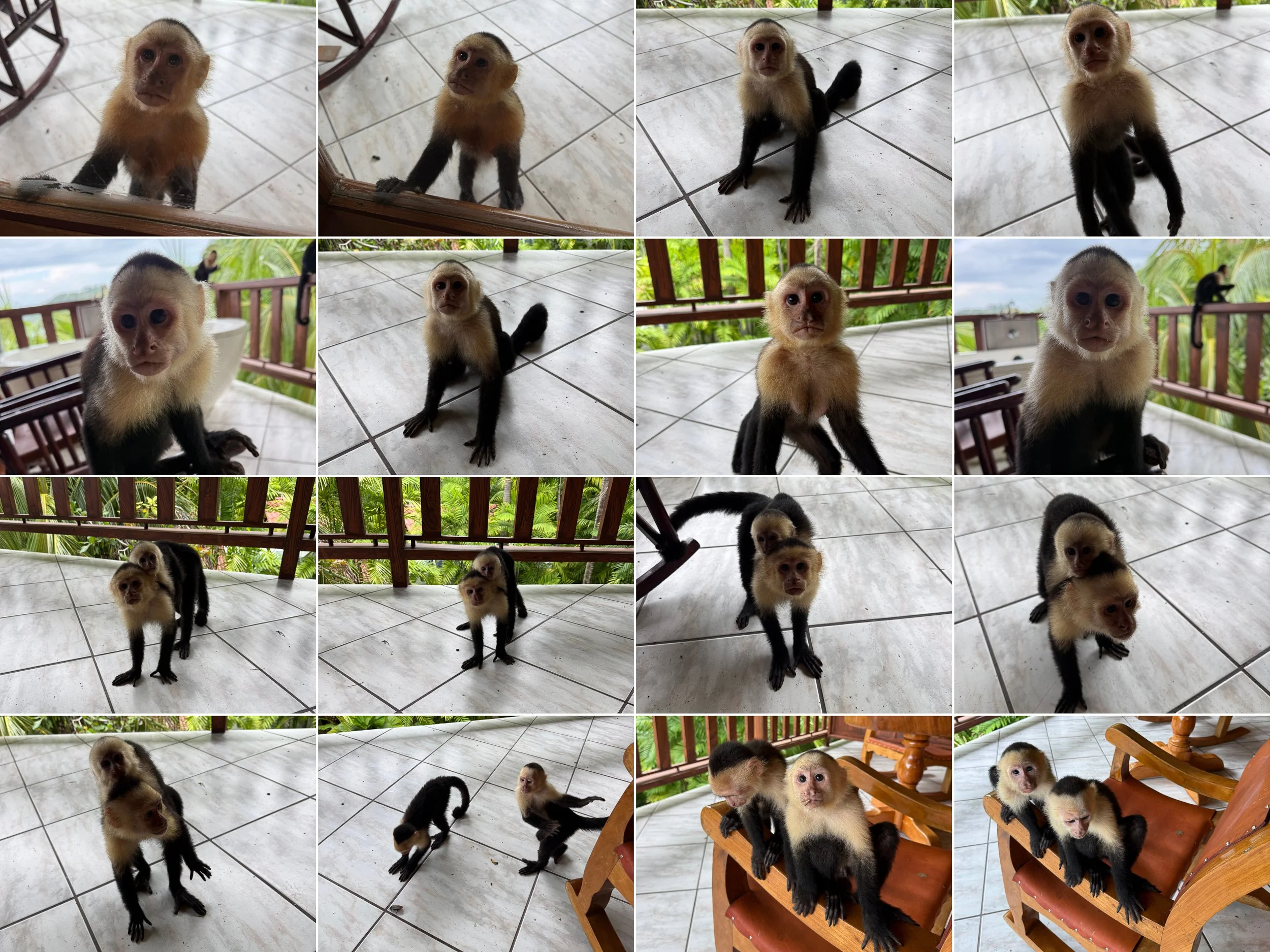Monkey2.jpg