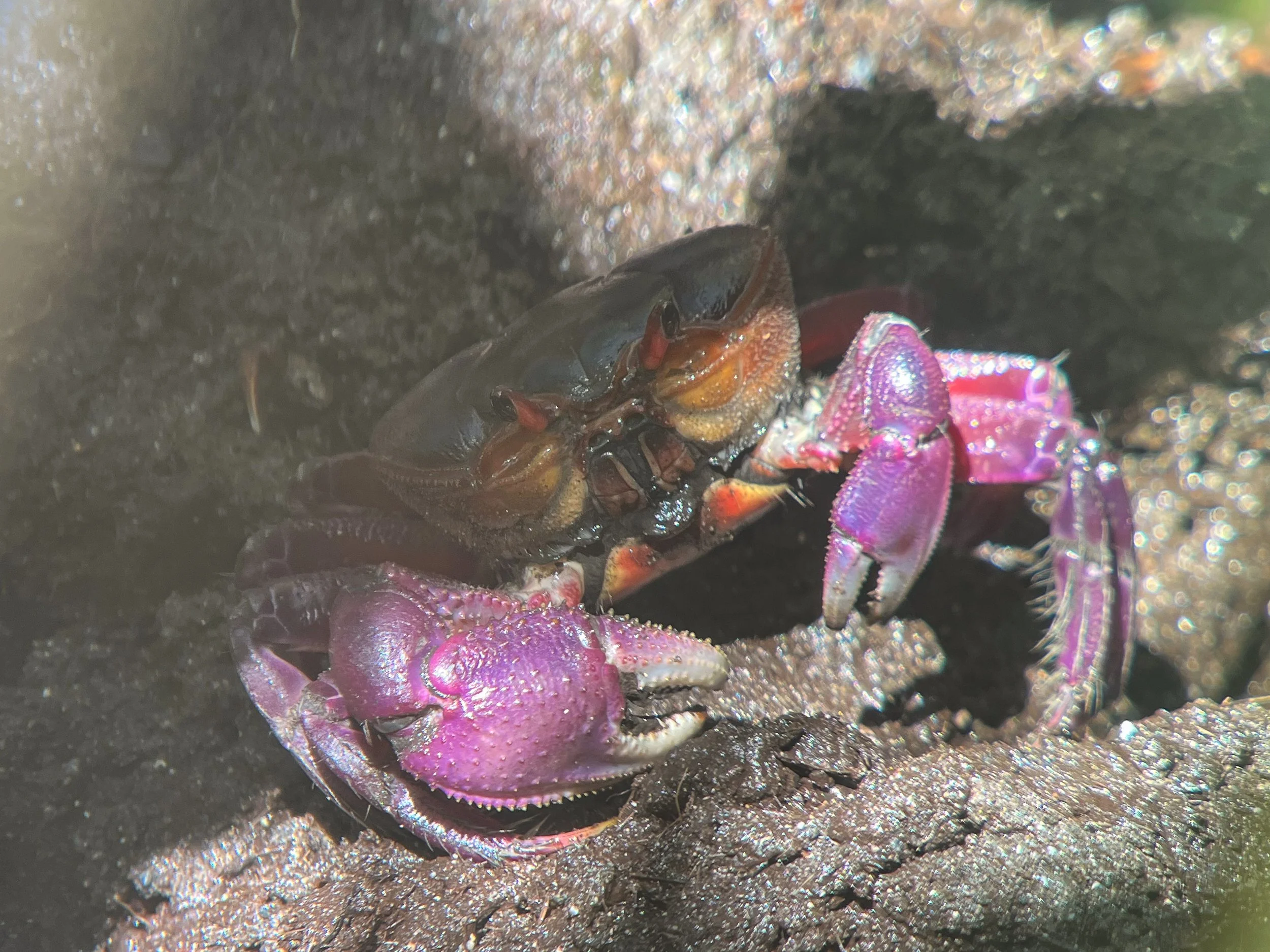 Crab3.jpg
