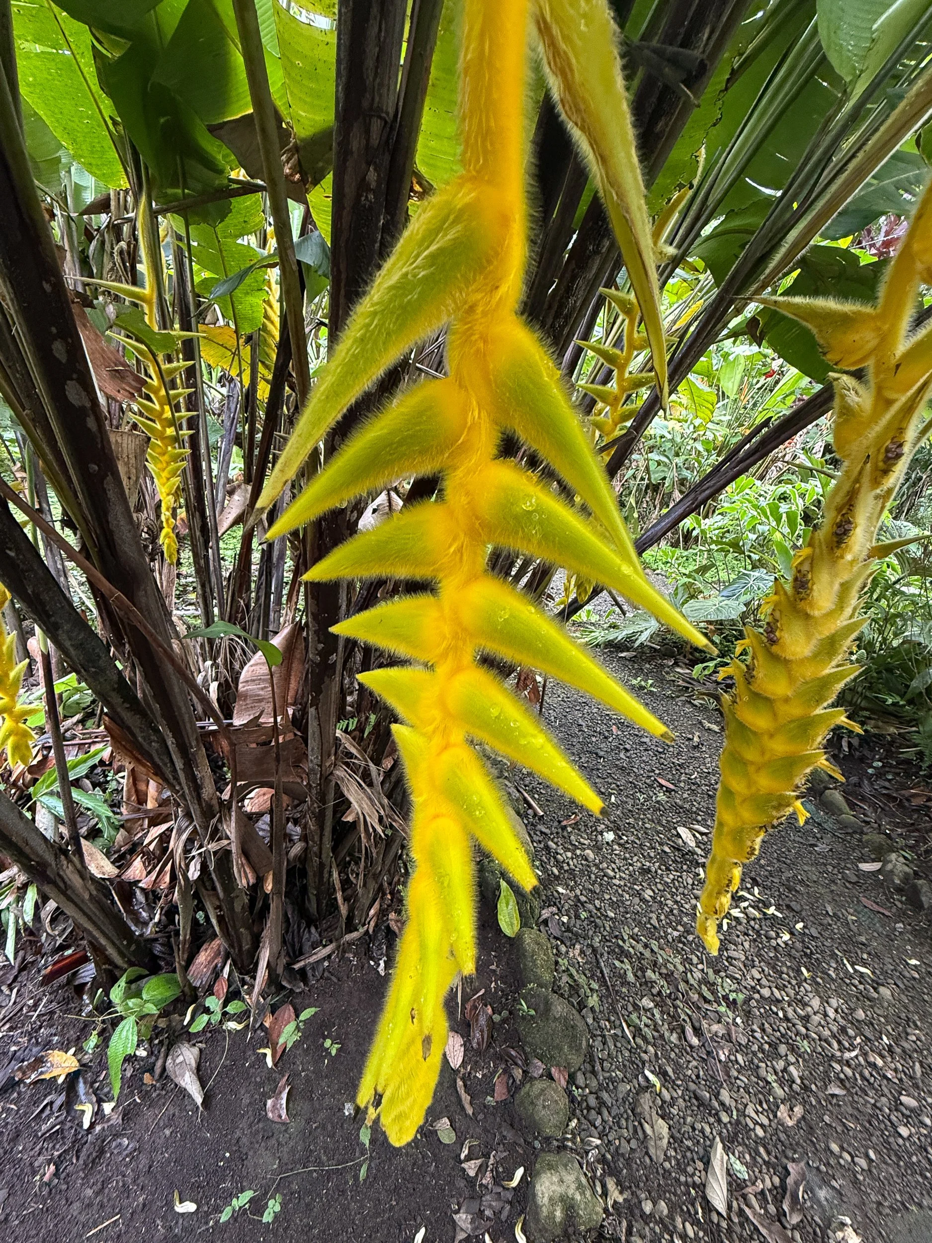 Plant6.jpg