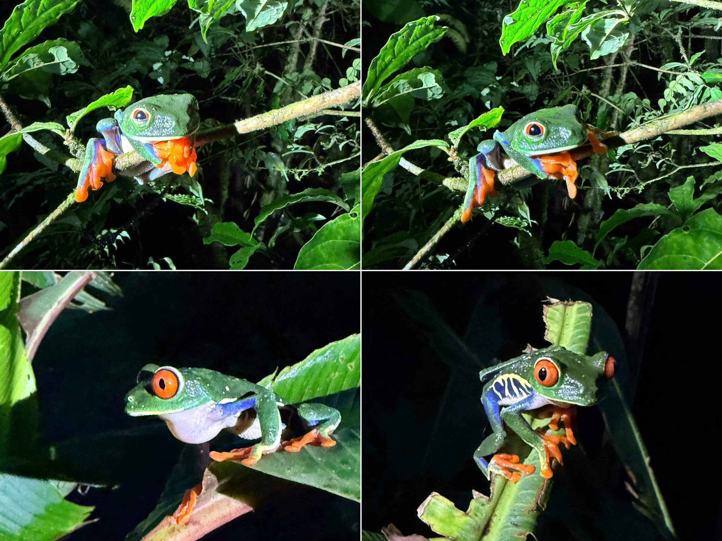 Frog2.jpg