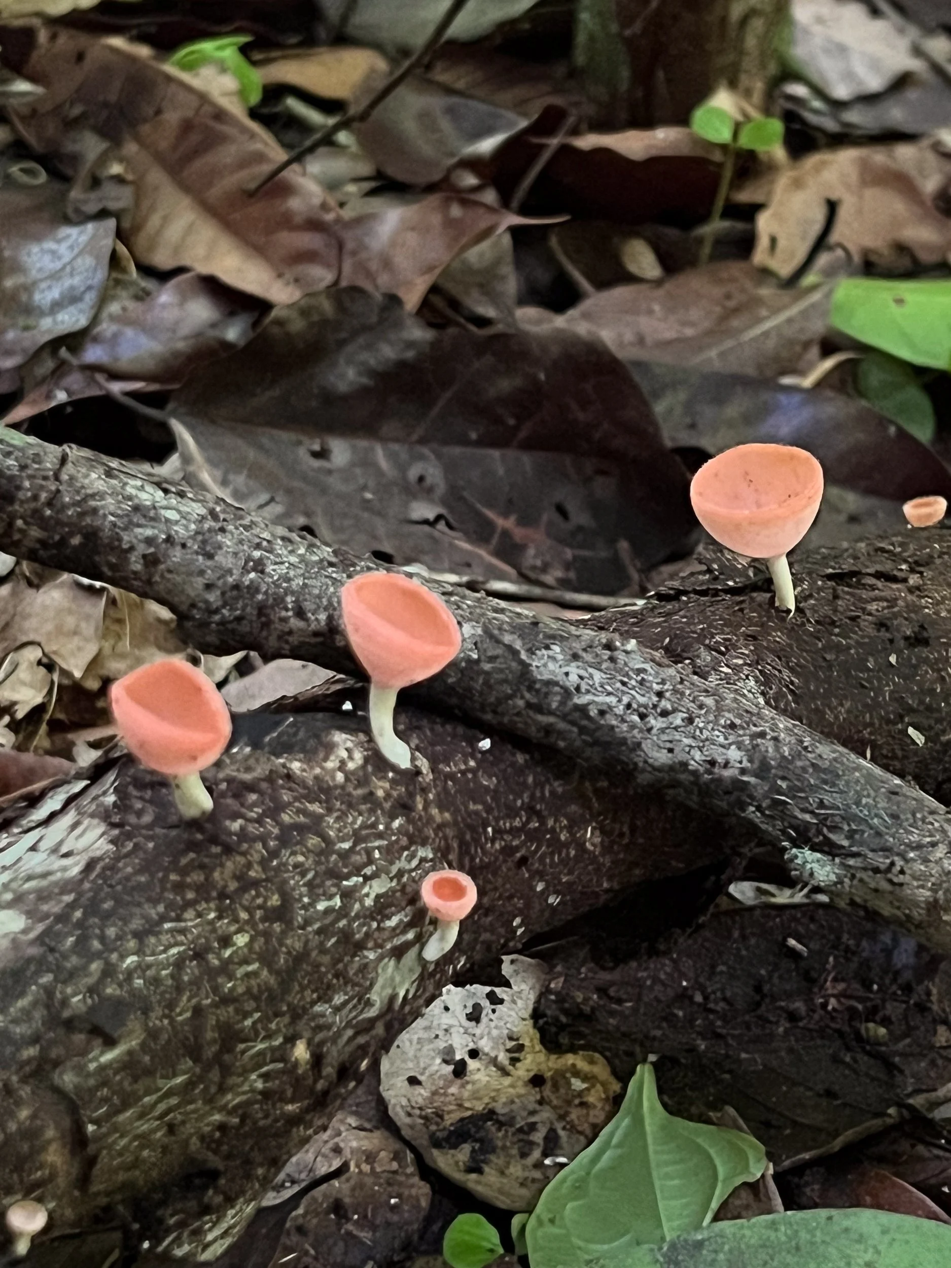 Mushroom1.jpg