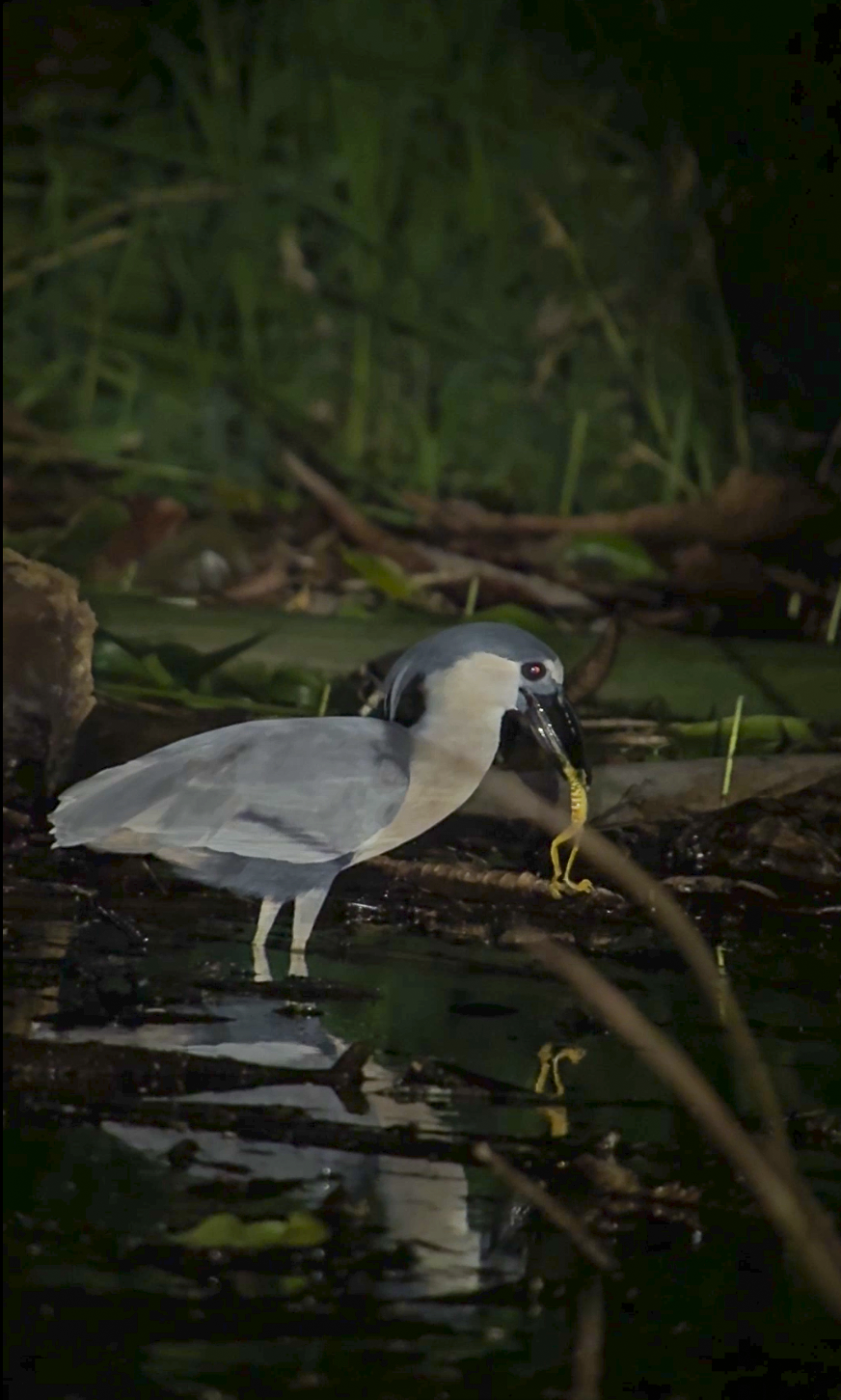 Bird12.png