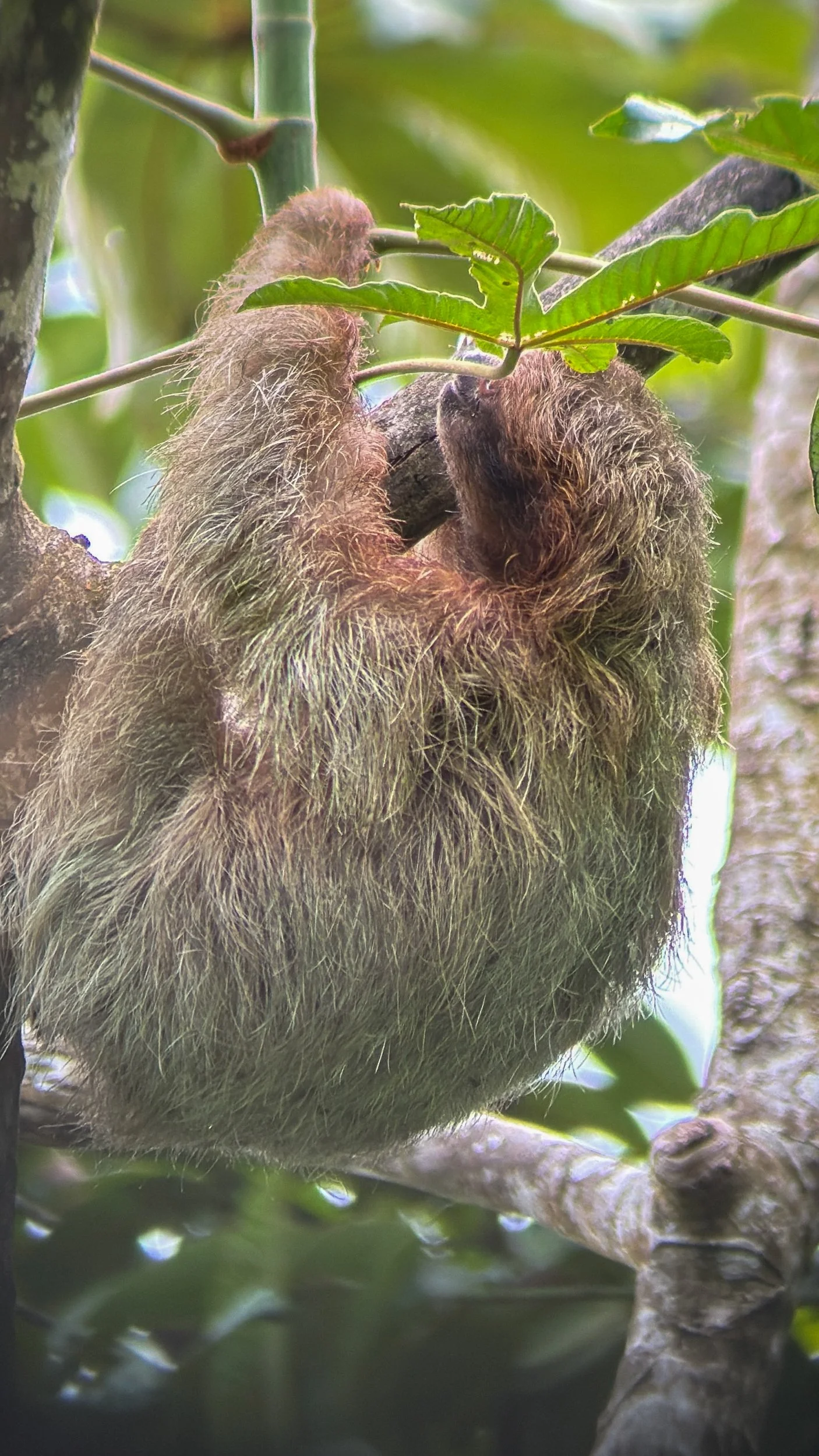 Sloth2.jpg