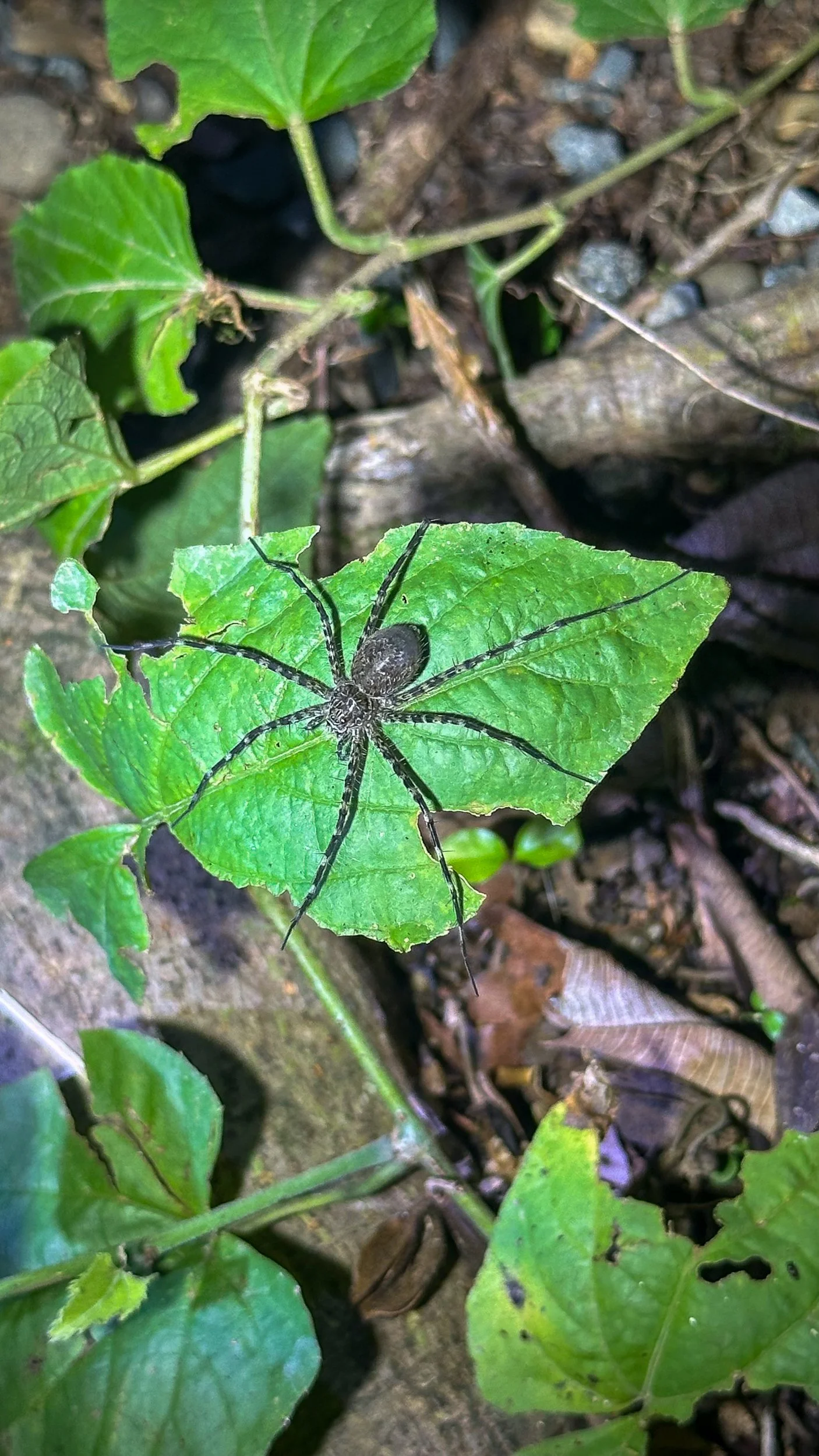 Spider2.jpg