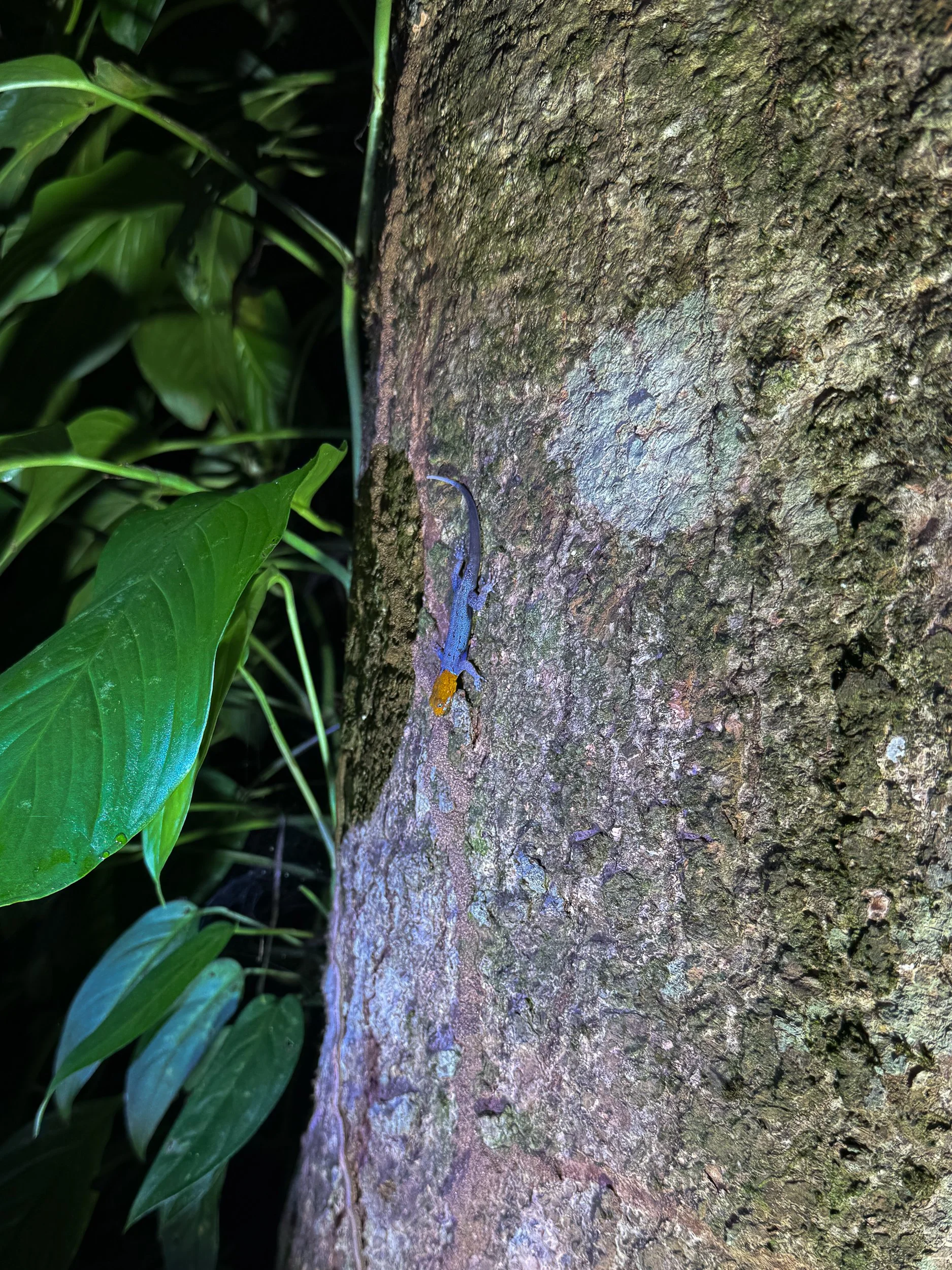 Lizard2.jpg