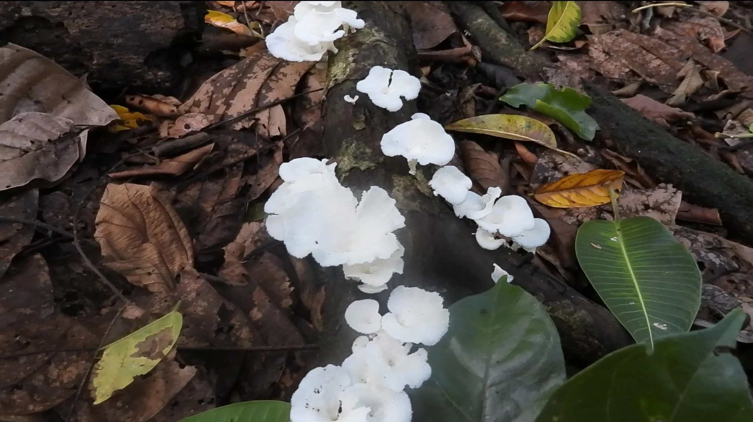 Mushroom7.jpg