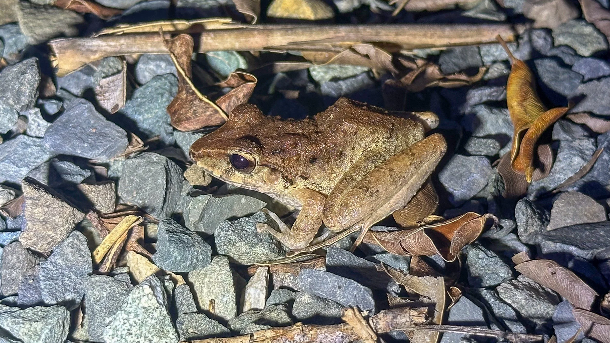 Frog8.jpg