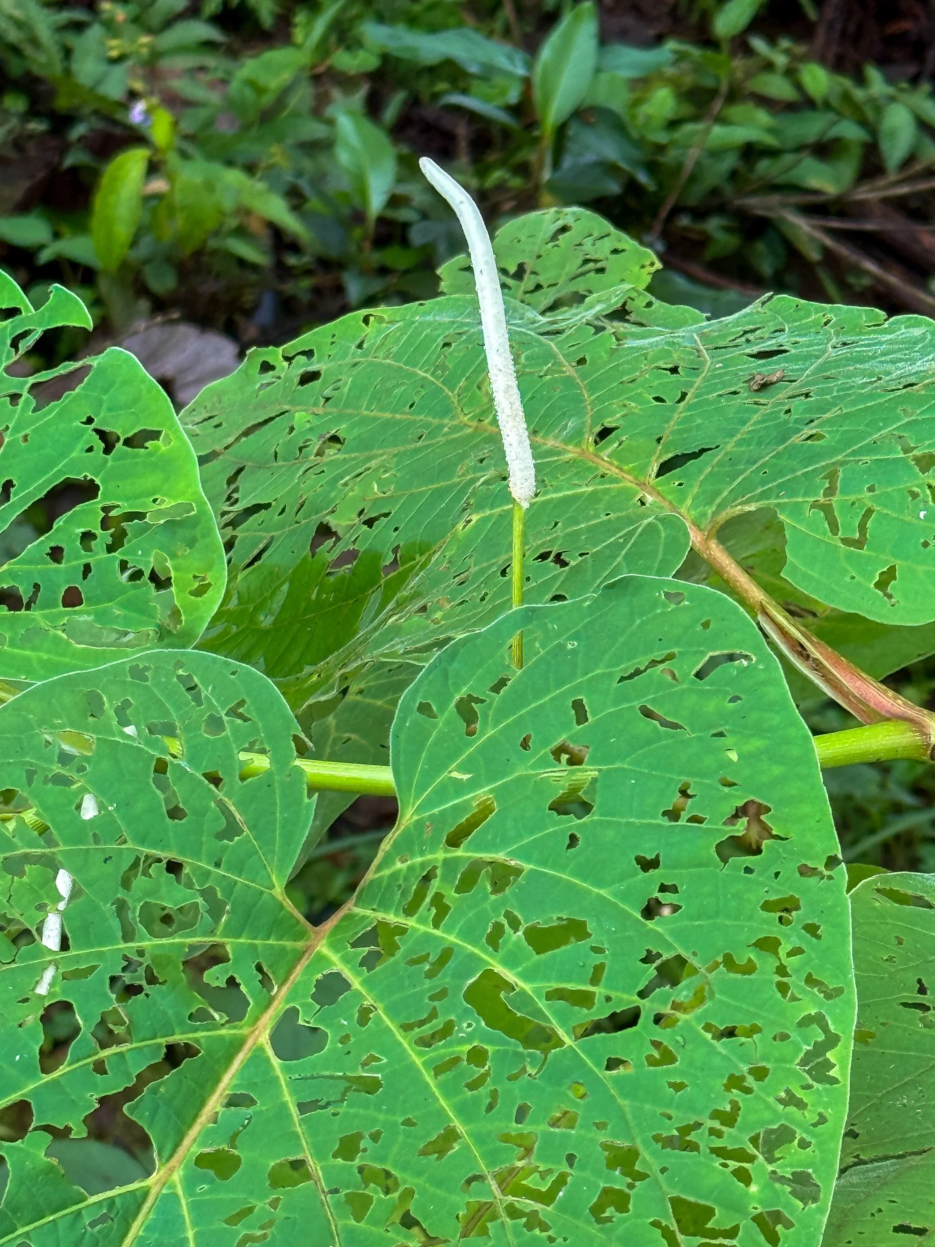 Plant2.jpg
