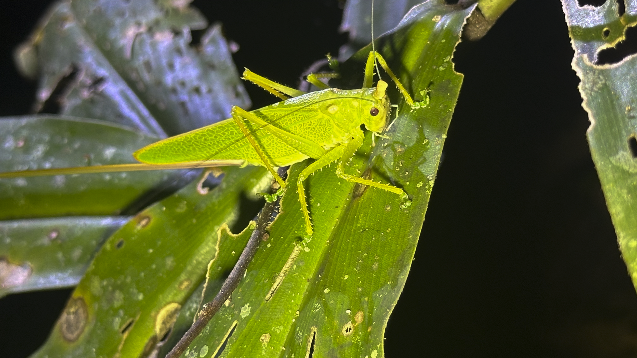 Bug1.png