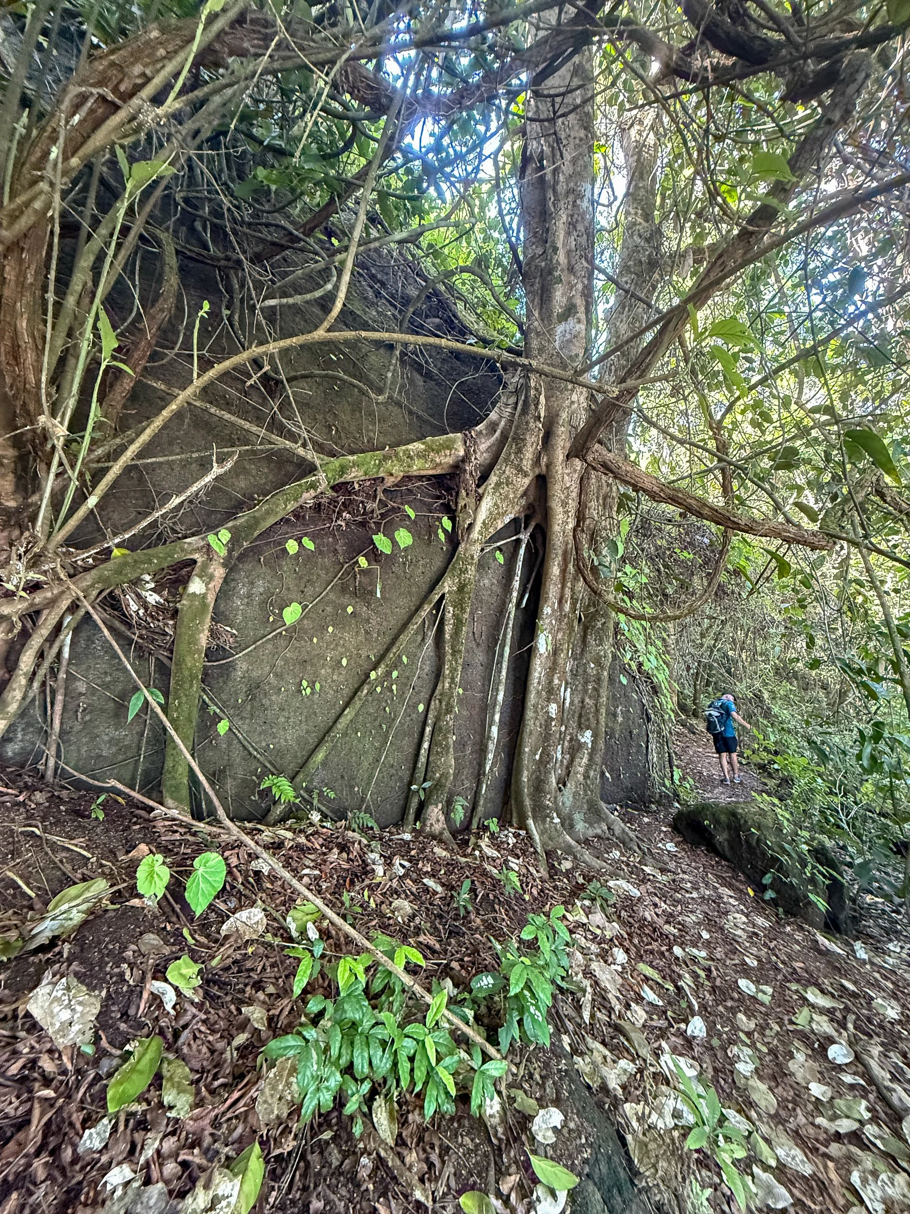 Tree3.jpg