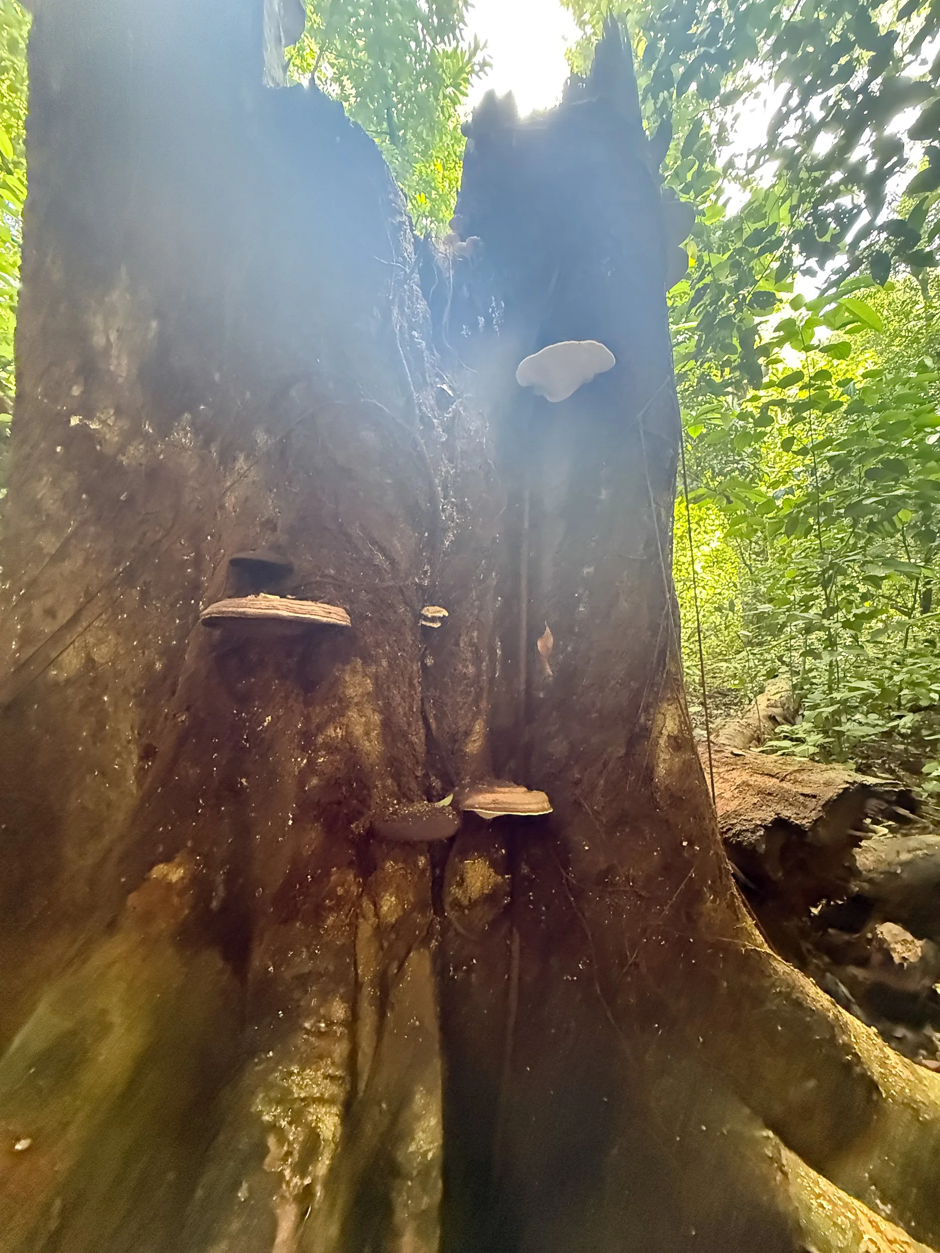 Mushroom11.jpg