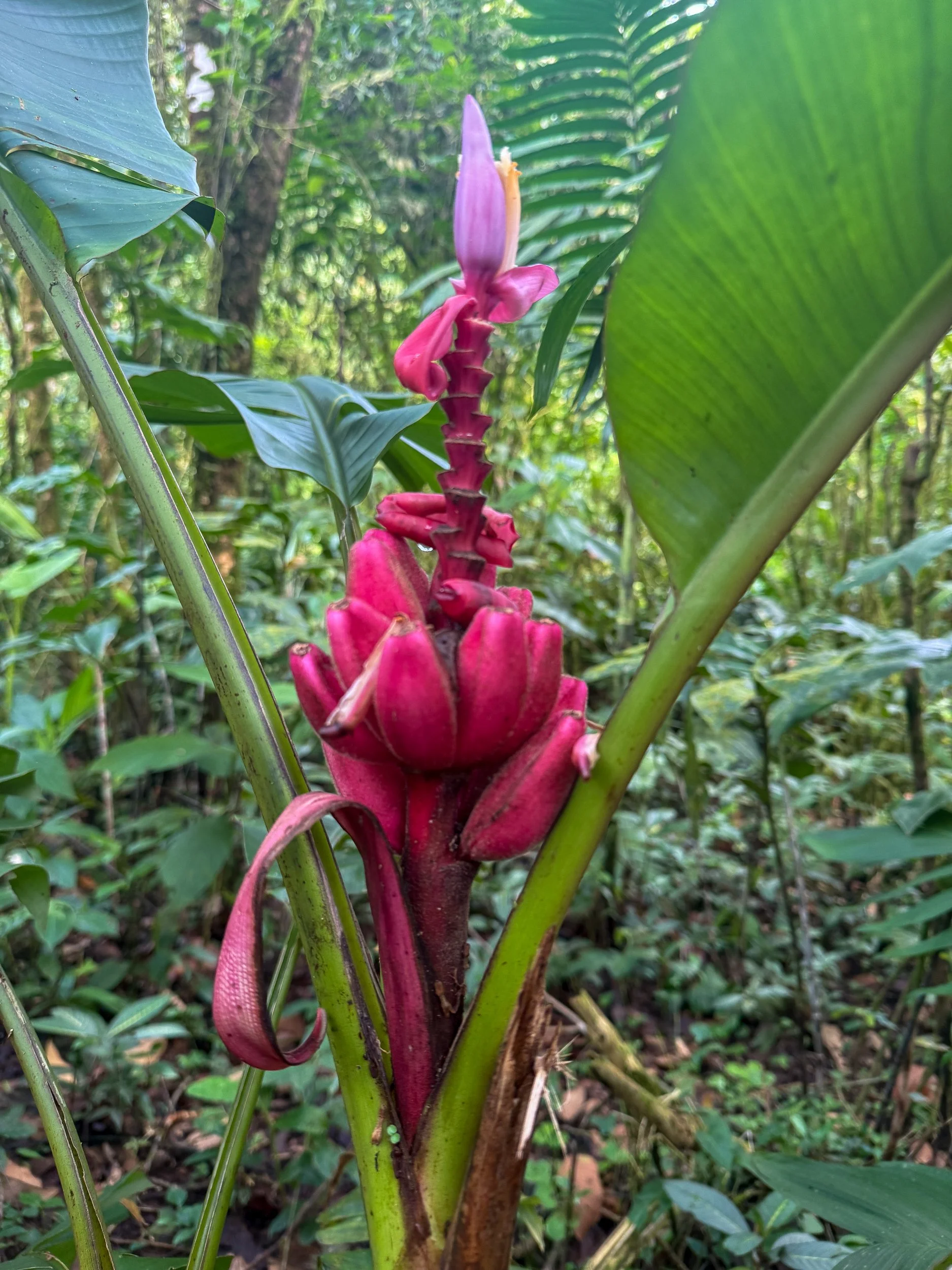 Plant7.jpg