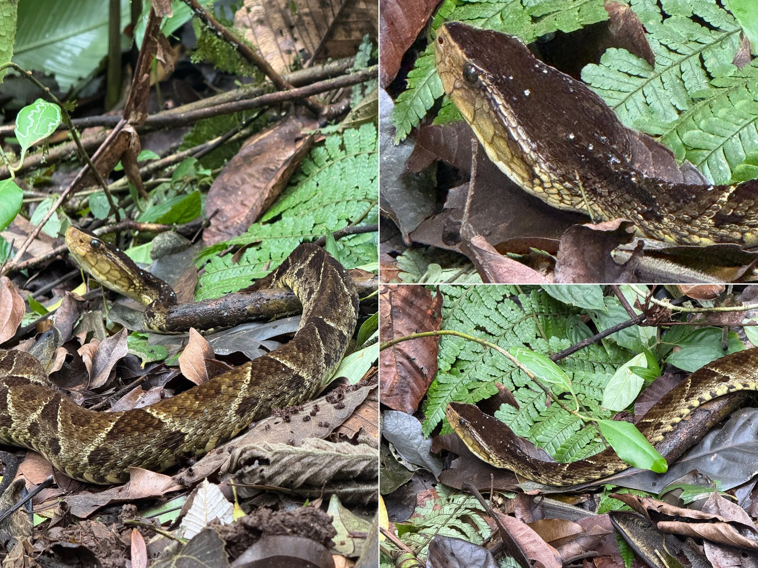 Snake8.jpg