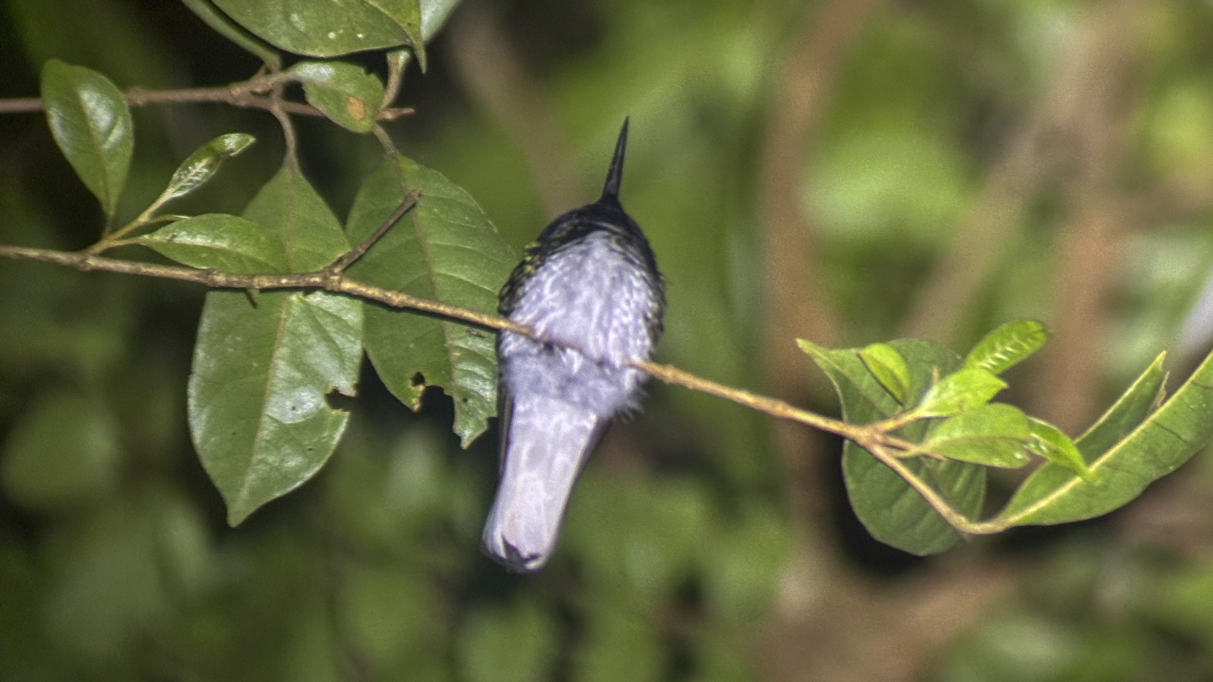 Bird2.png