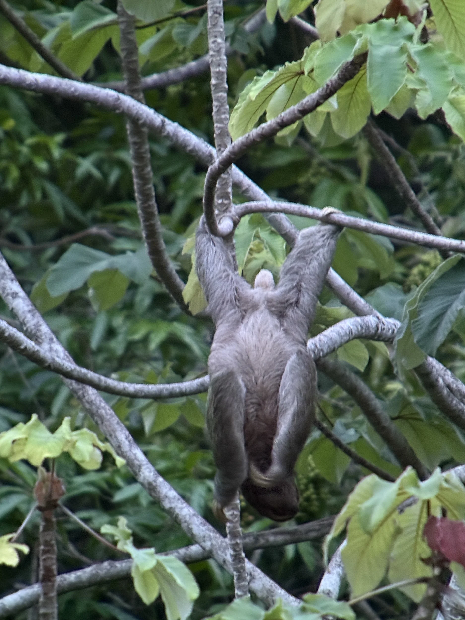 Monkey4.jpg