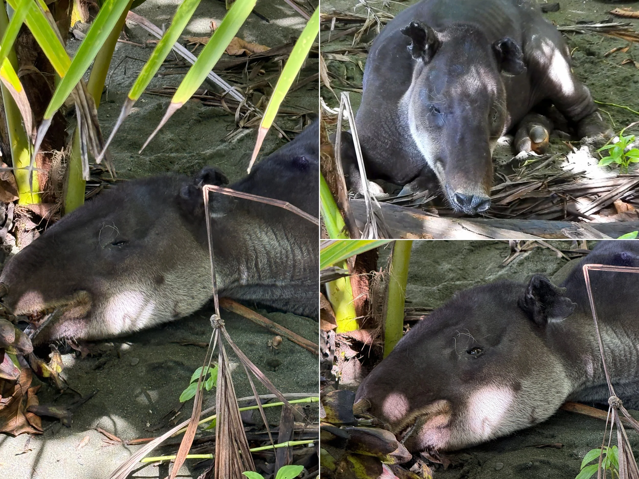 Baird’s tapir1.jpg