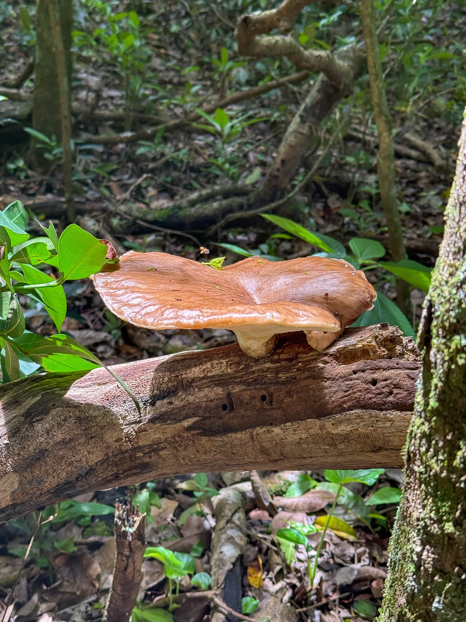 Mushroom6.jpg