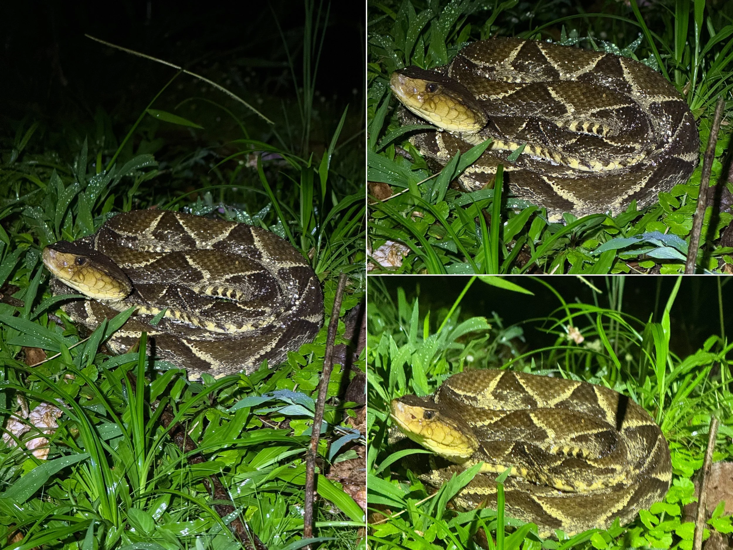 Snake12.jpg
