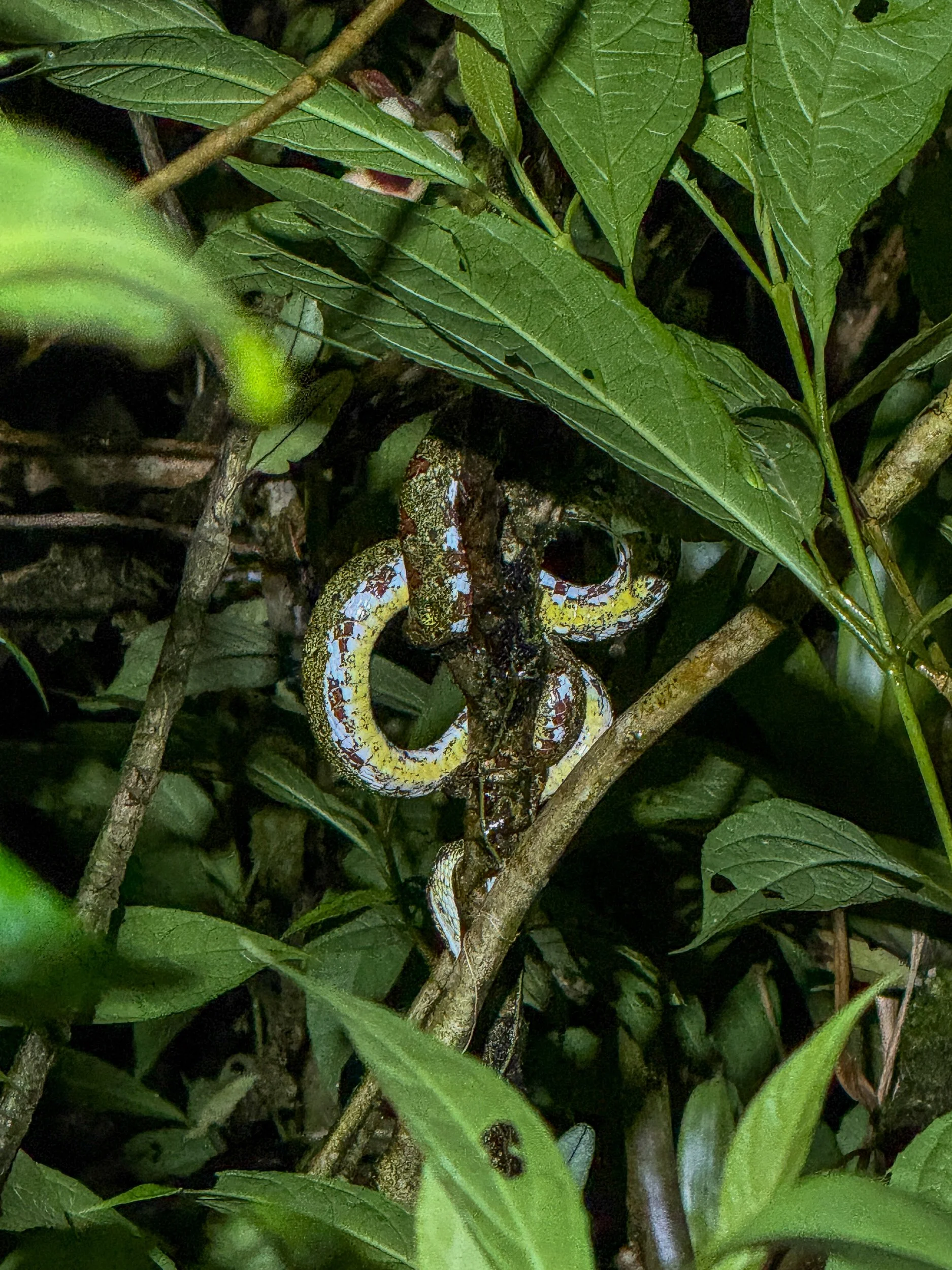 Snake2.jpg
