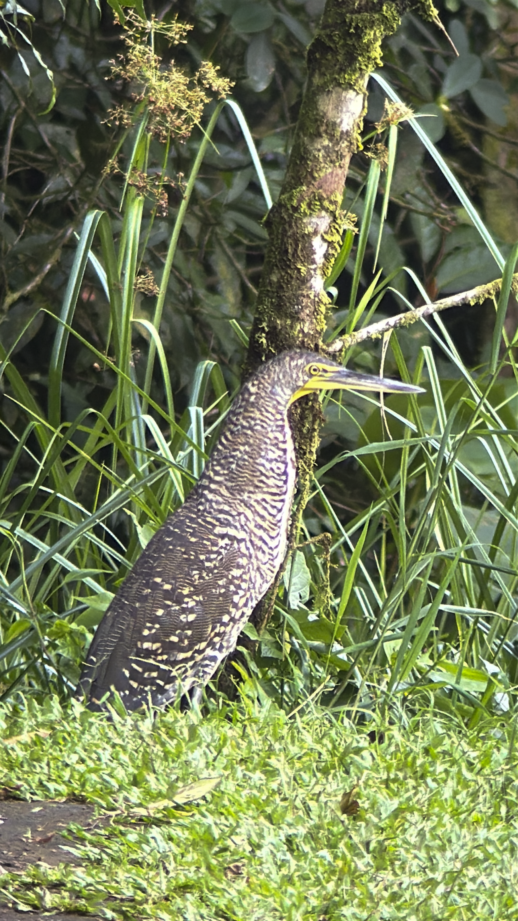 Bird9.png