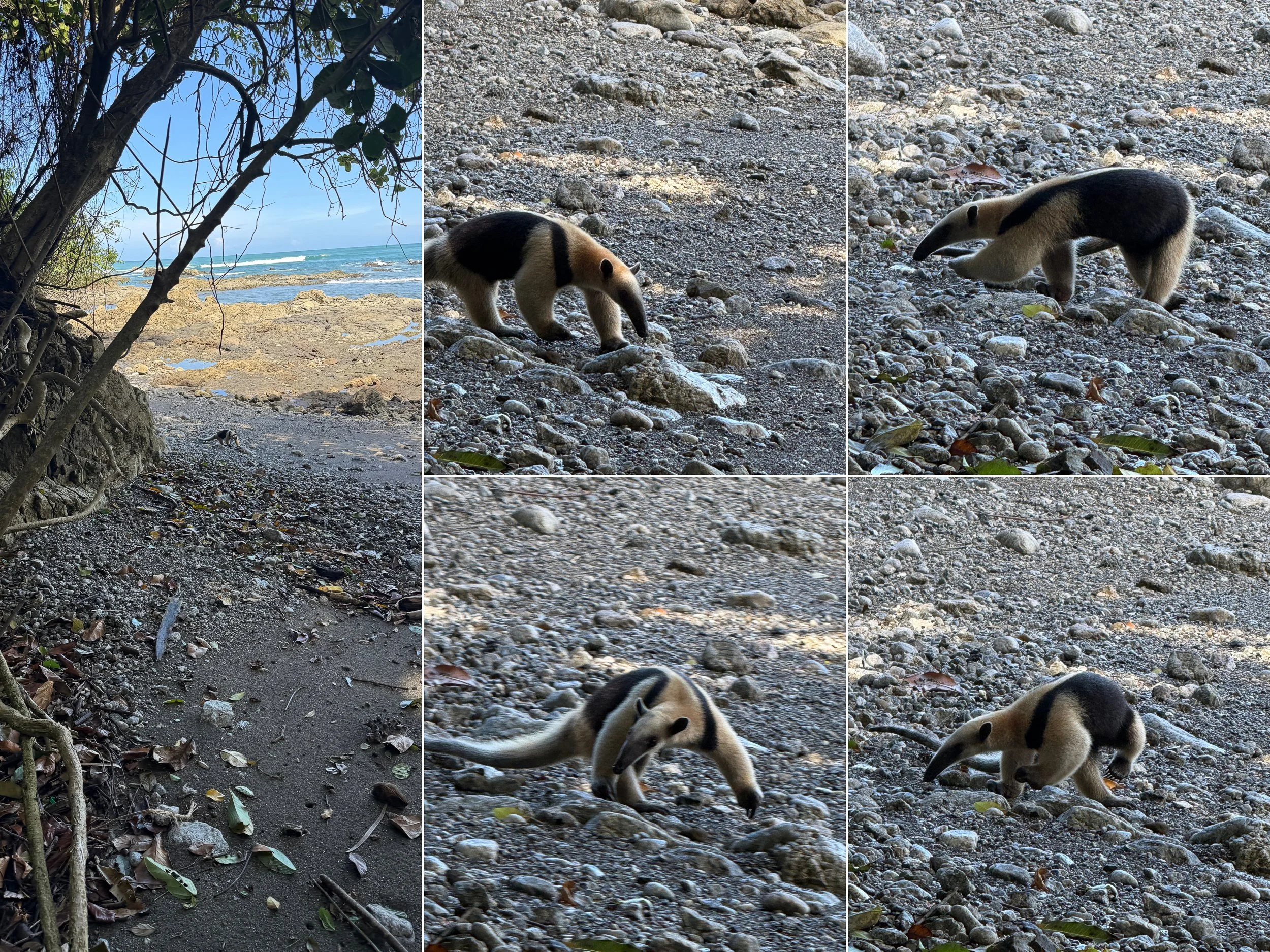 Northern tamandua2.jpg