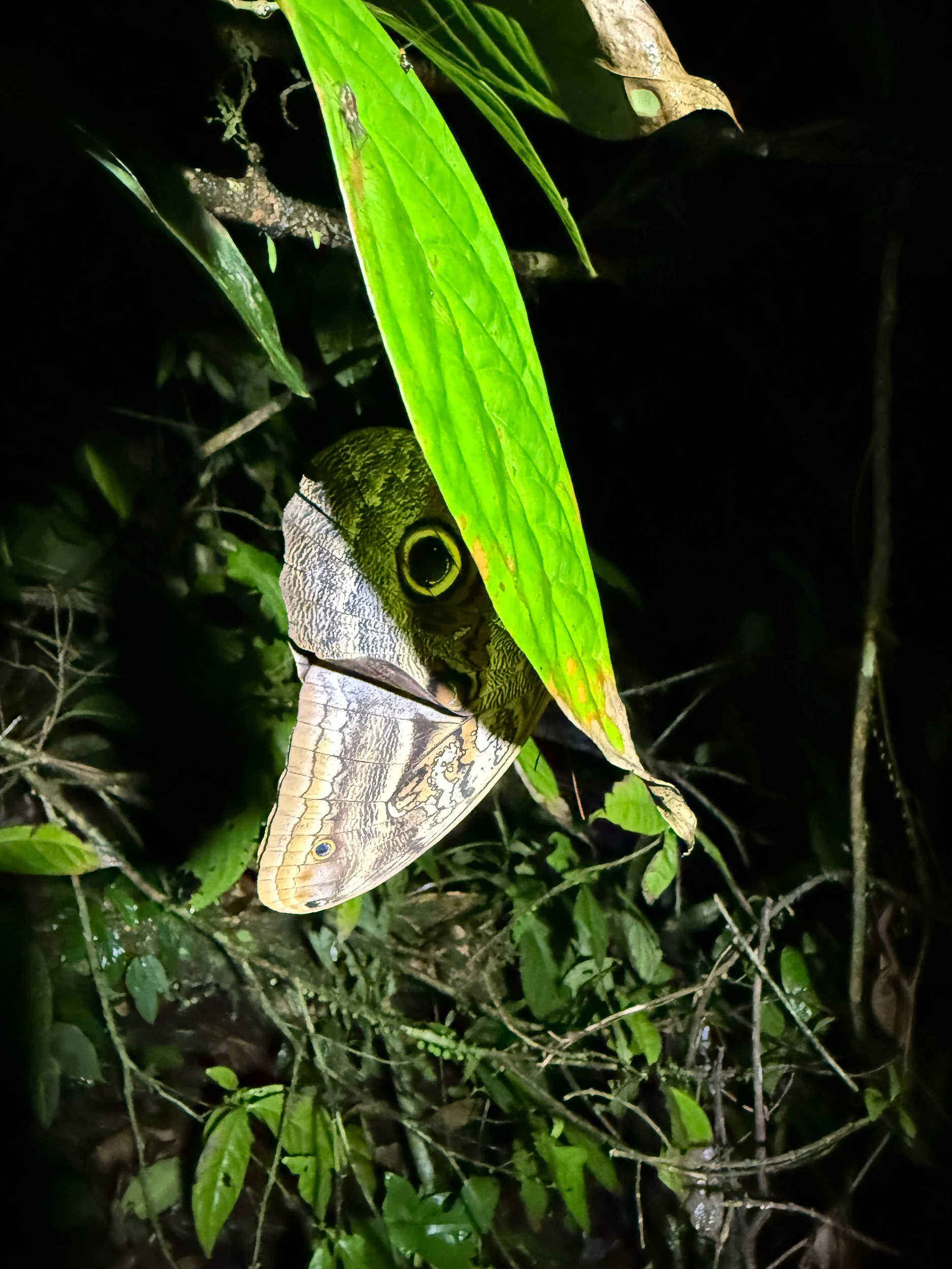 Moth4.jpg