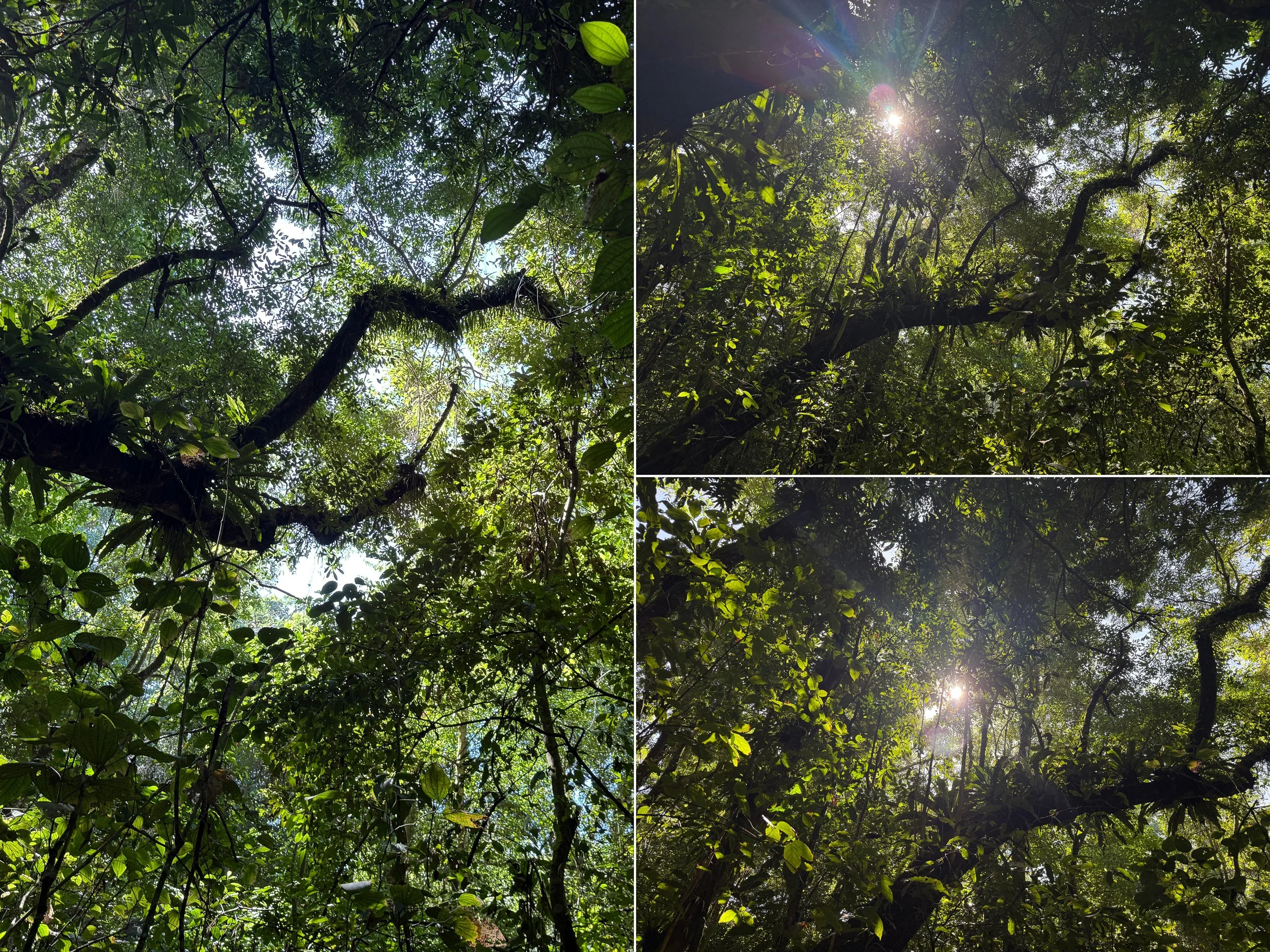 Light_trees.jpg
