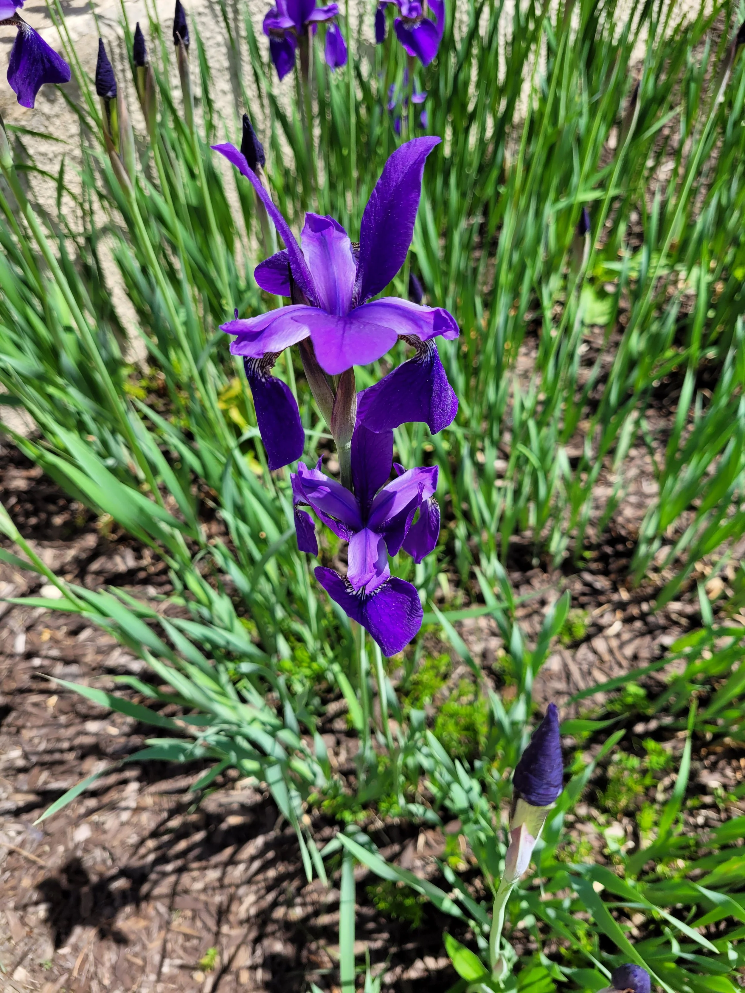 Board of Directors — Dutch Hollow Lake Property Owners' Association