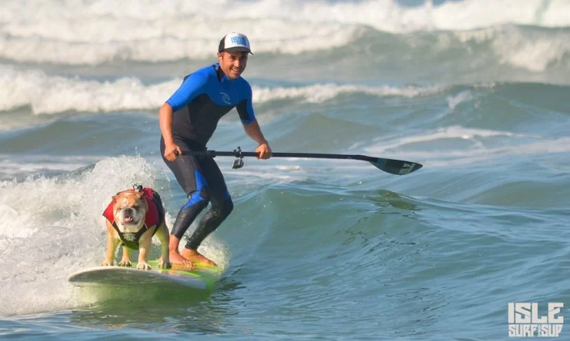 Surfing With Dozer: How To Paddle Board With Your Dog