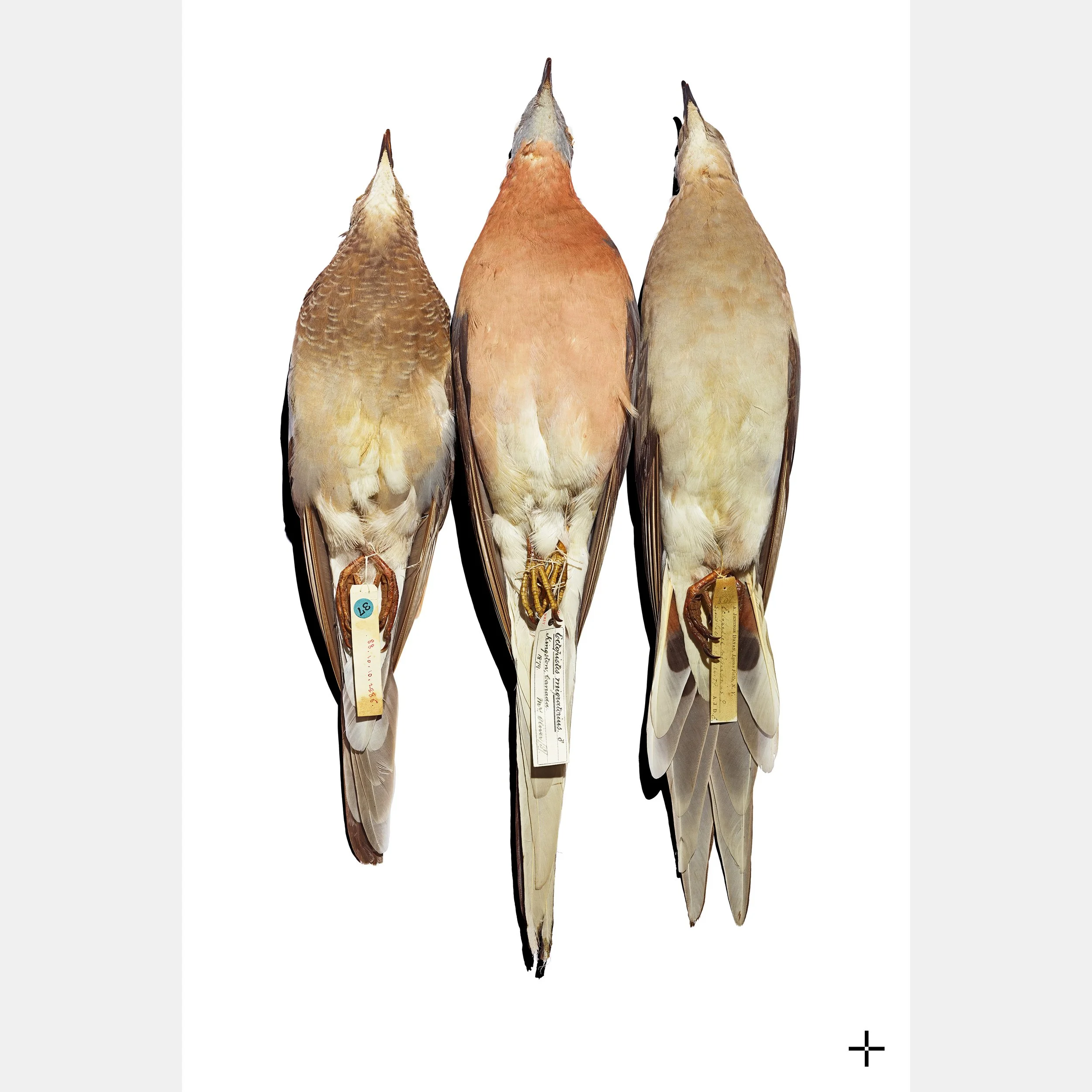 Passenger Pigeons