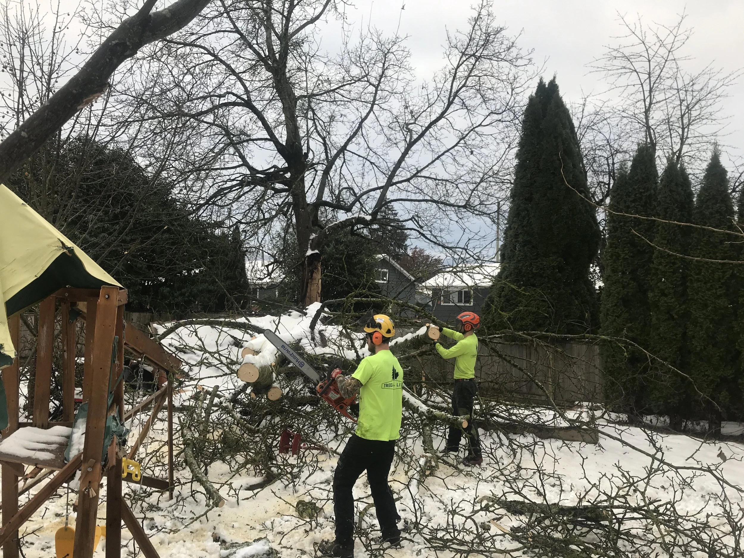 Emergency Tree Work — Trees for Life