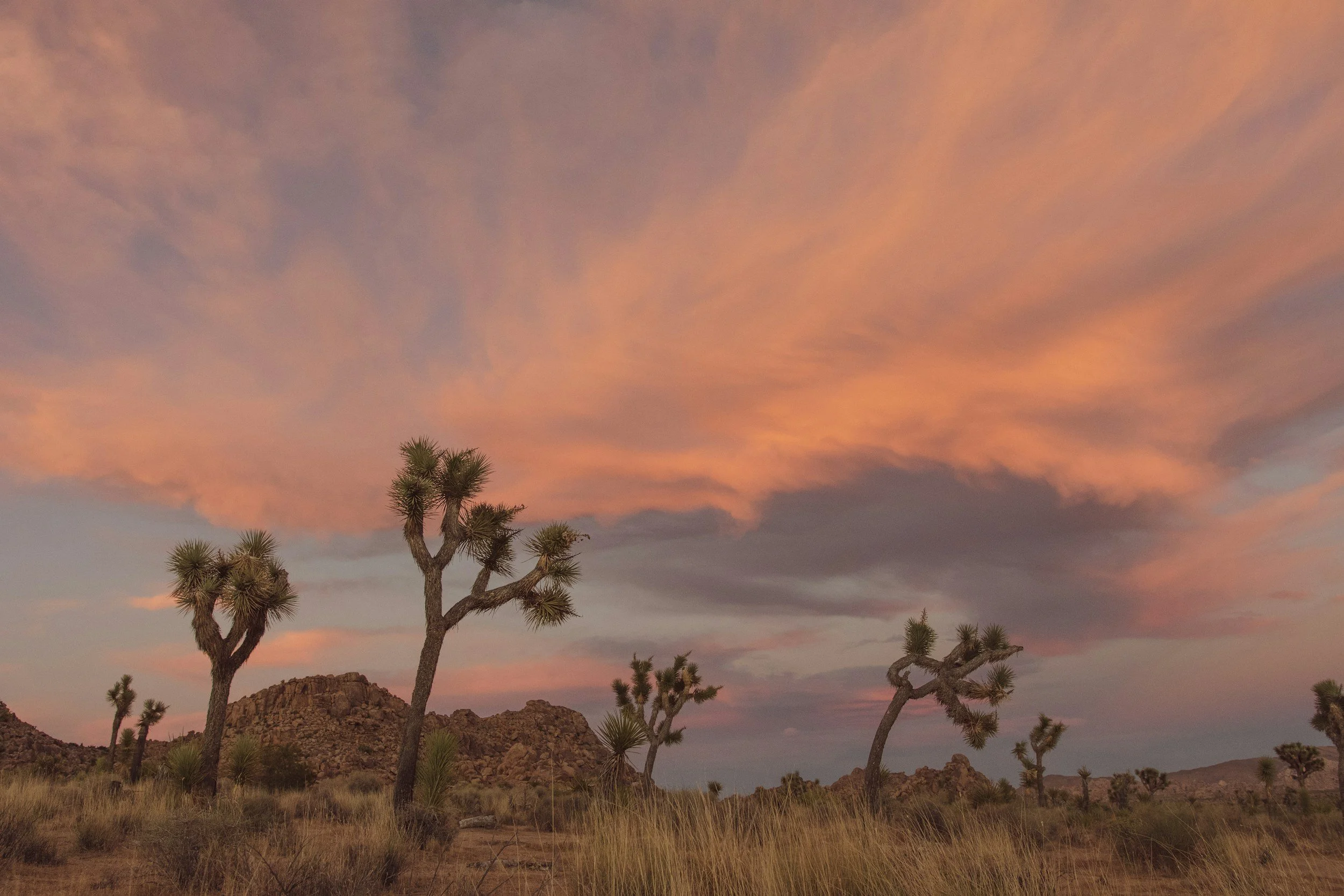 Desert landscape during sunset with tall Joshua trees, rocky hills, and a colorful, cloudy sky.
