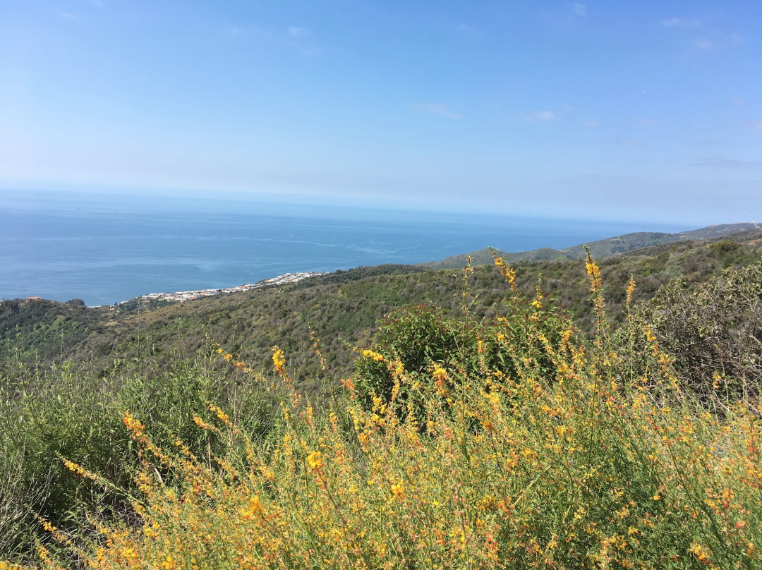California wild flowers (yellow) on a mountain overlooking the Pacific Ocean