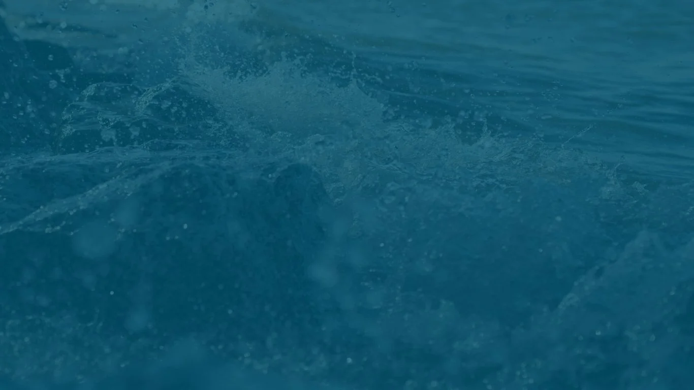 Meet The Team Local Ocean