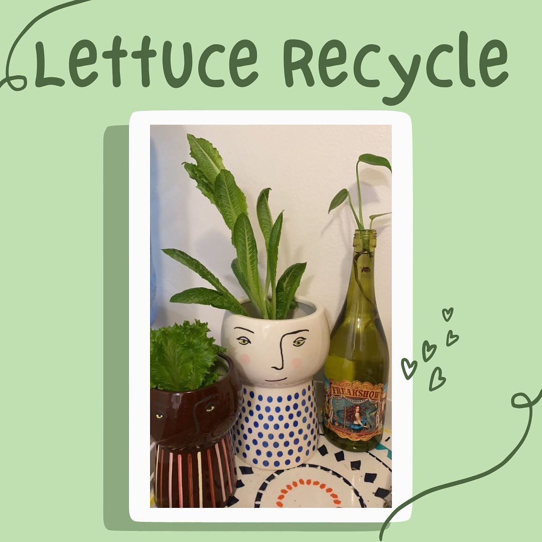 LET US RECYCLE! Sustainability tip of the week is lettuce recycling! Swipe to learn more🥬
