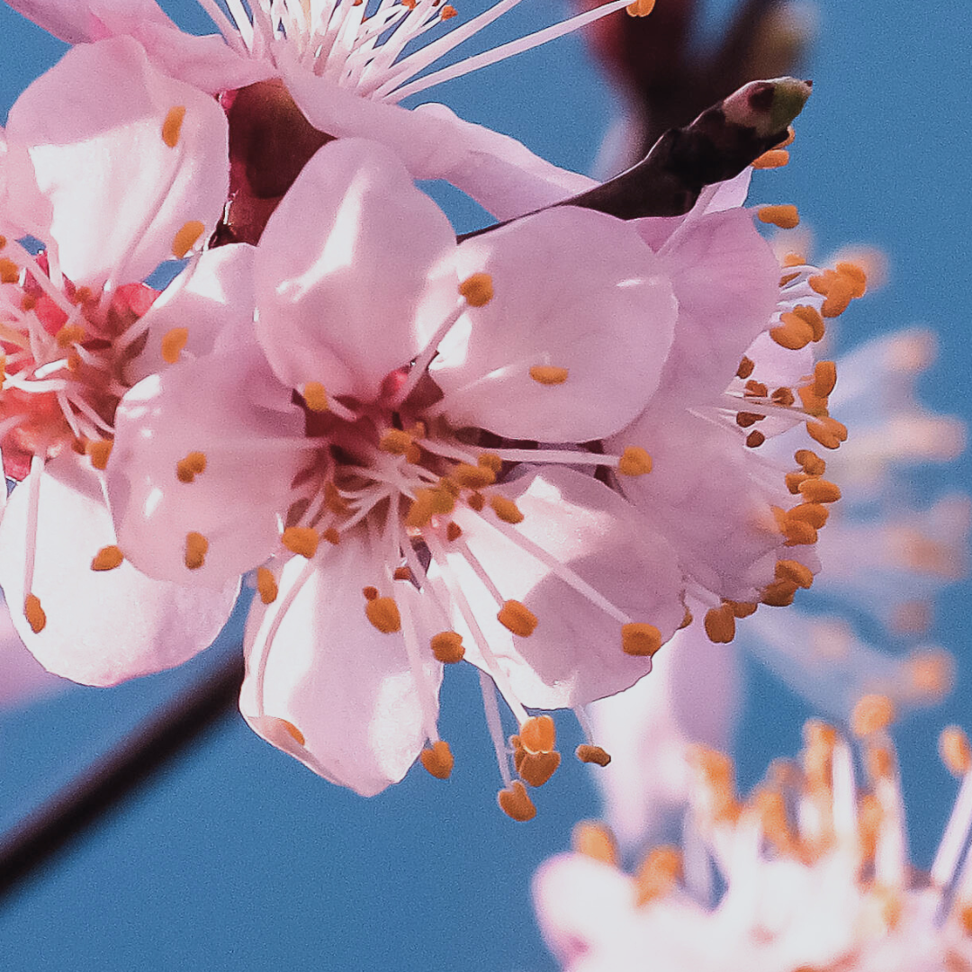 The Power of Grace: Elevating Your Leadership and Workplace Dynamics