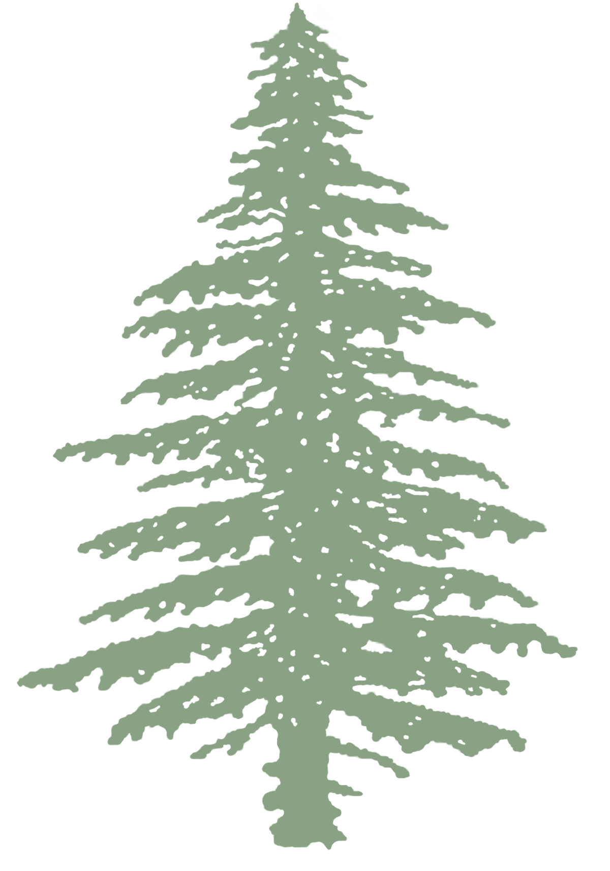 Illustration of a Douglas Fir Tree