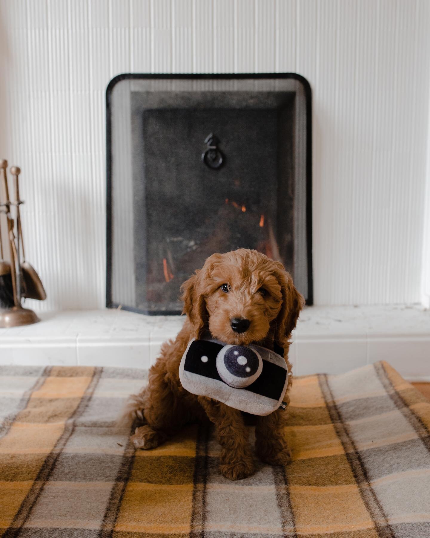 Introducing&hellip; the newest Furtographer on the team who puts the &ldquo;wild&rdquo; in Wallace &amp; Wild. Meet Humphrey Wiggleton Wallace! He specialises in pawtraits, and he&rsquo;s available for bookings now. Rates start at 5 treats and 100 cu